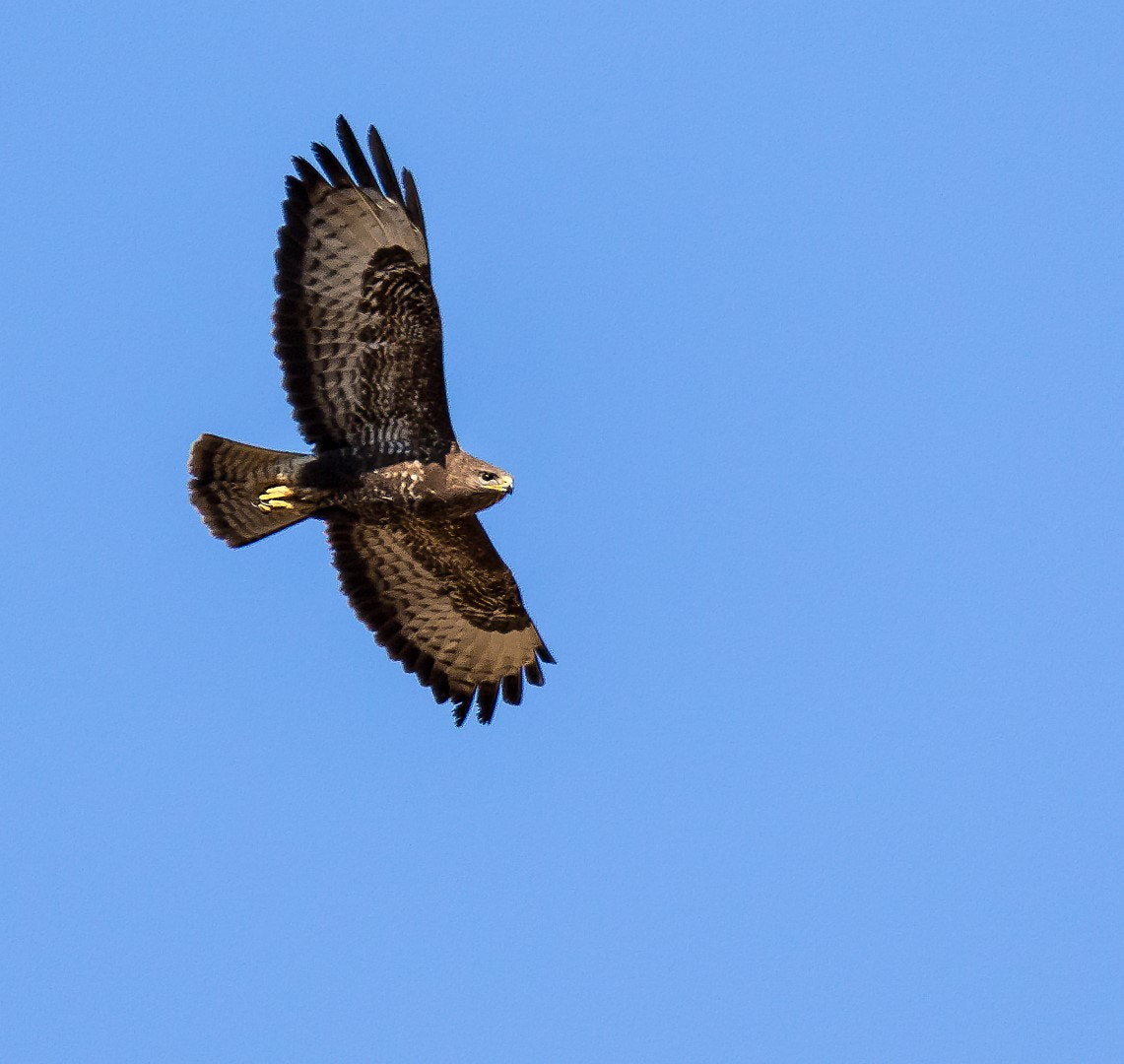 Tamron SP 150-600mm F5-6.3 Di VC USD sample photo. Buteo buteo photography