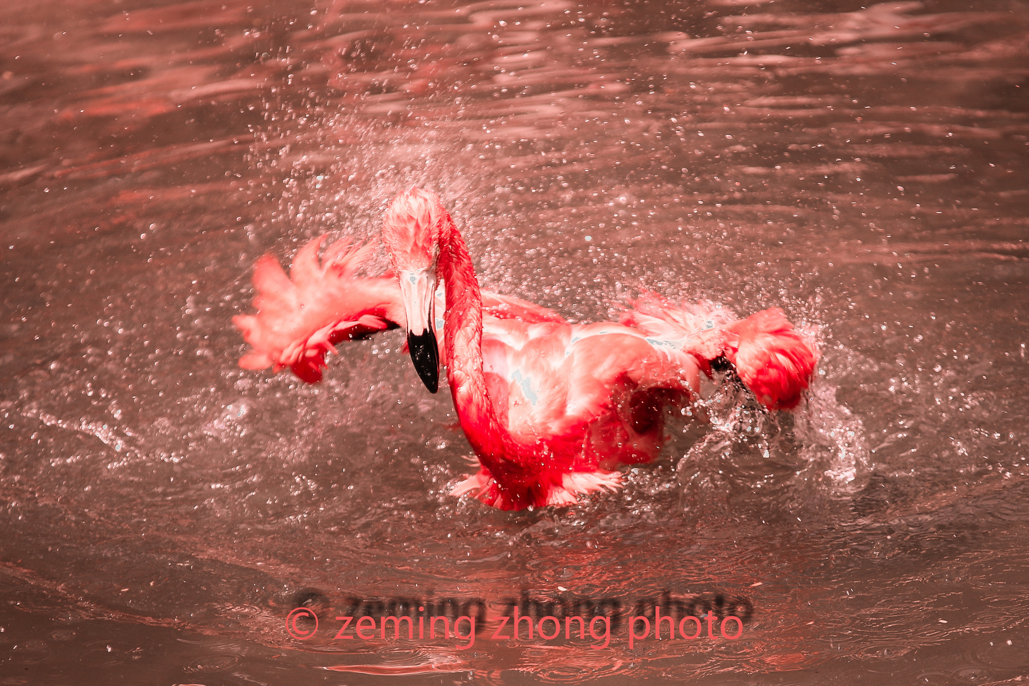 Sigma 70-200mm F2.8 EX DG OS HSM sample photo. Rosefinch photography