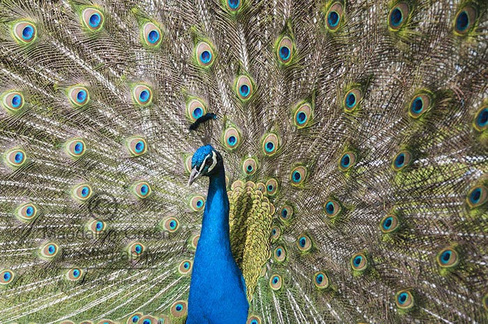 Nikon AF-S Nikkor 28-70mm F2.8 ED-IF sample photo. Blue peacock -  pavo cristatus - with feathers displayed in a fa photography