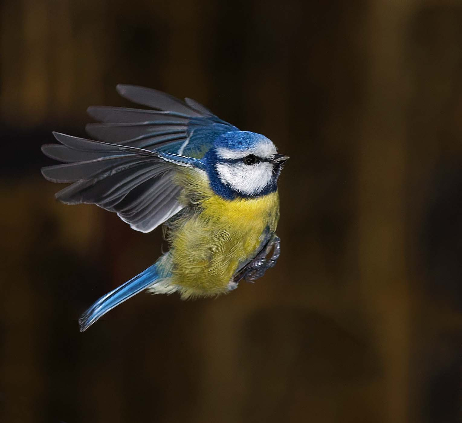 Canon EF 70-200mm F4L IS USM sample photo. Caught in flight photography