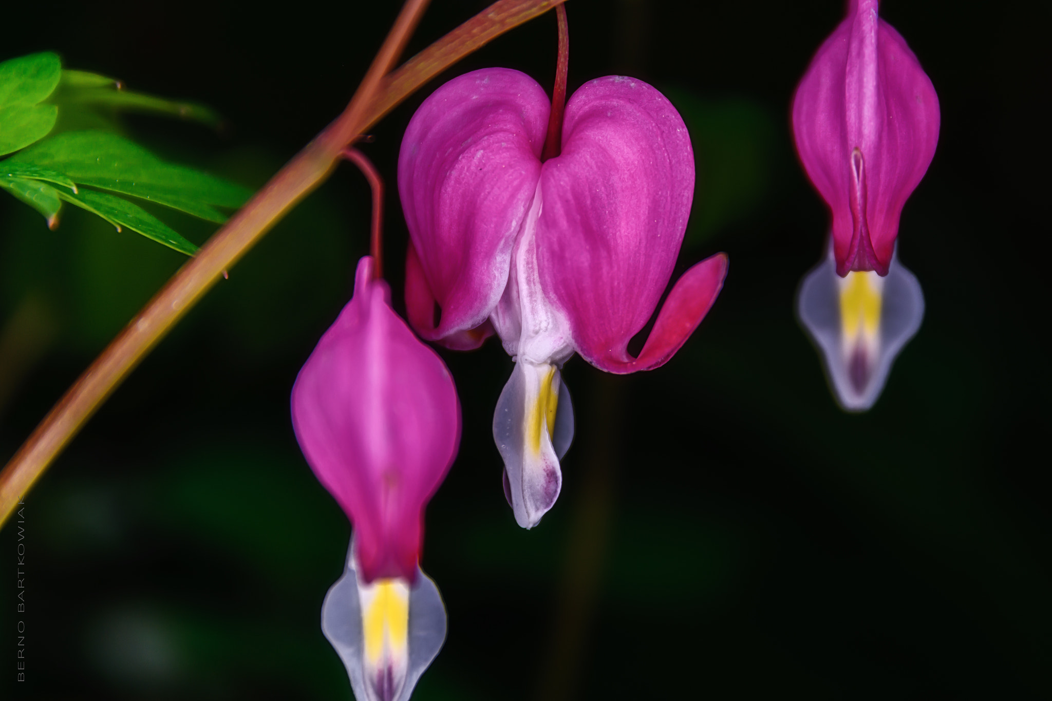 Sigma 17-70mm F2.8-4 DC Macro OS HSM | C sample photo. Tränendes herz photography