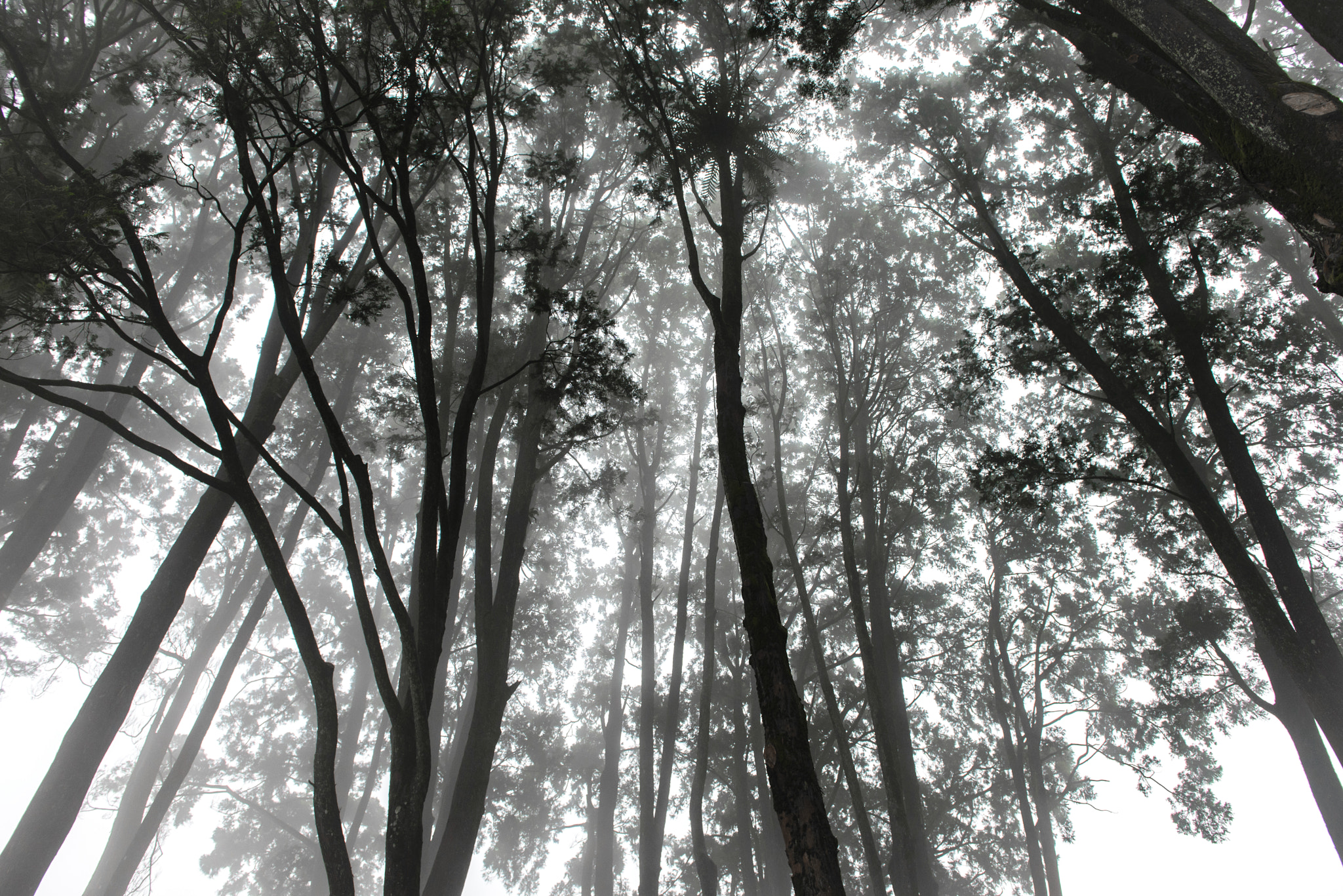 Nikon D600 sample photo. Black and white forest photography