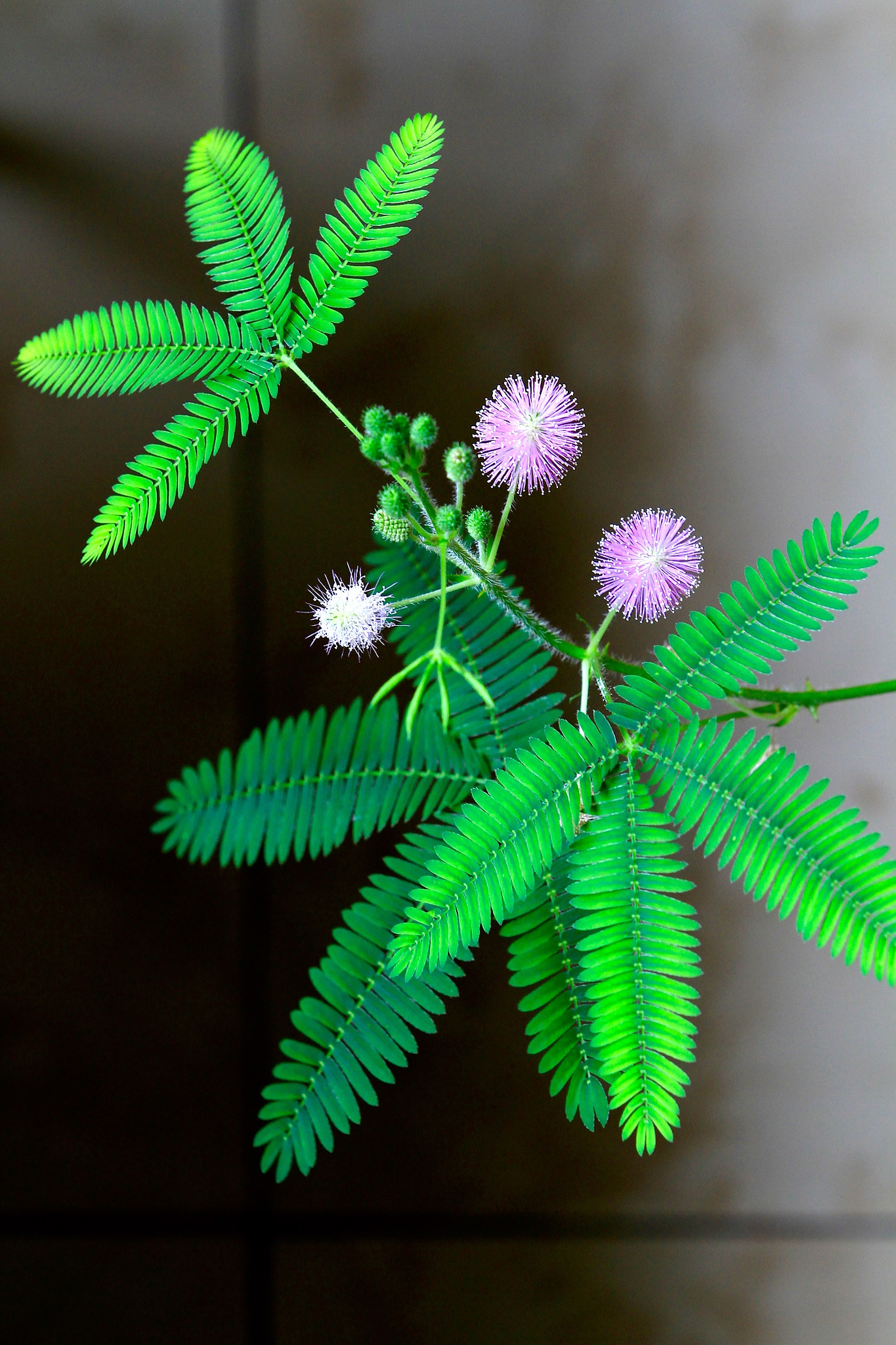 Canon EF 70-200mm F2.8L IS II USM sample photo