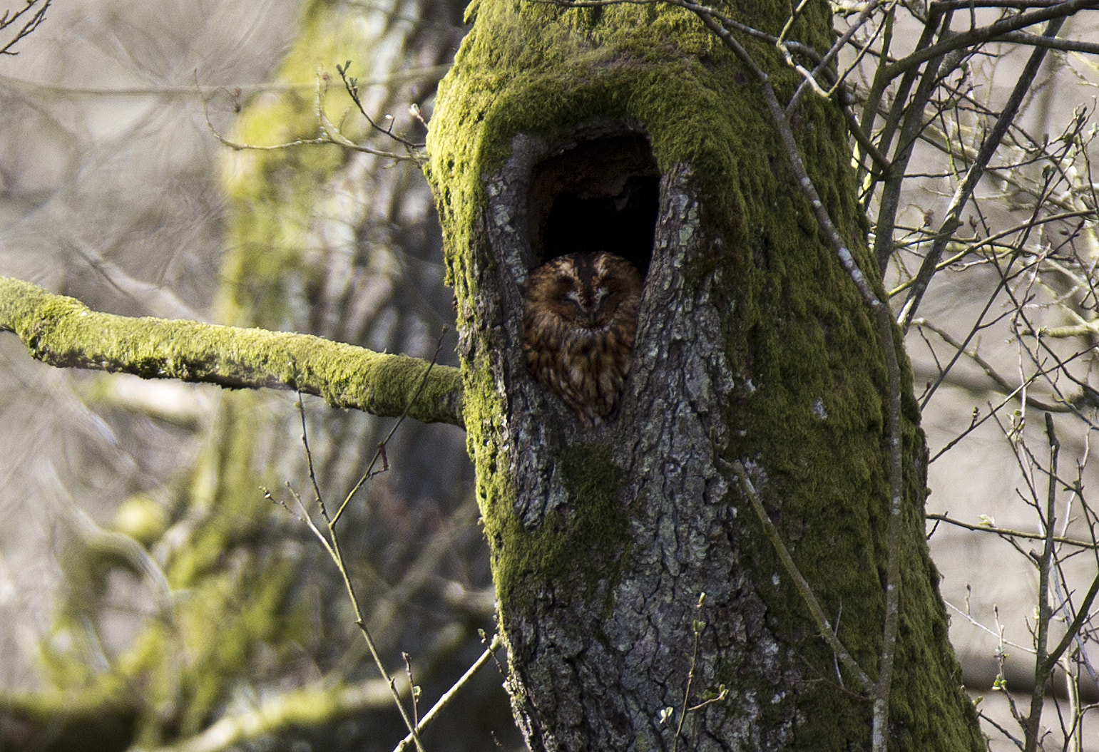 Canon EF 400mm F2.8L IS II USM sample photo. Tawny owl photography