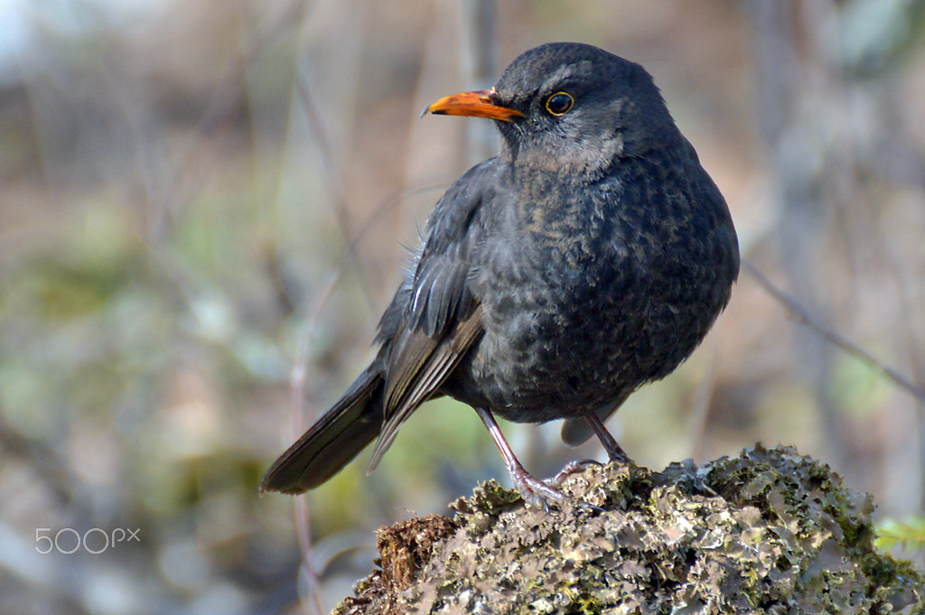 Nikon D3200 sample photo. Birds - finland photography