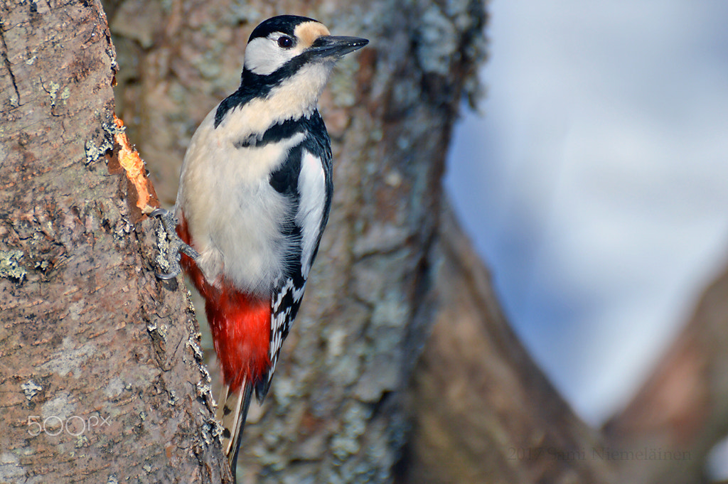 Nikon D3200 sample photo. Birds - finland photography