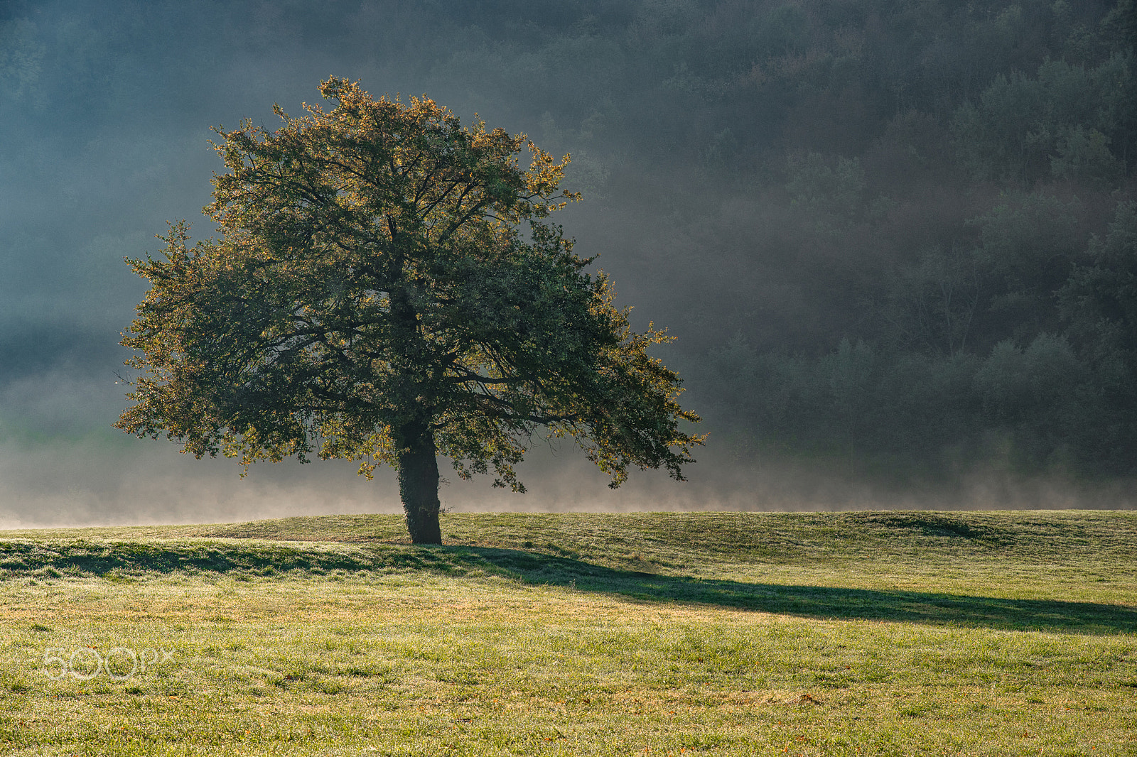 Nikon D5500 sample photo. Misty day photography
