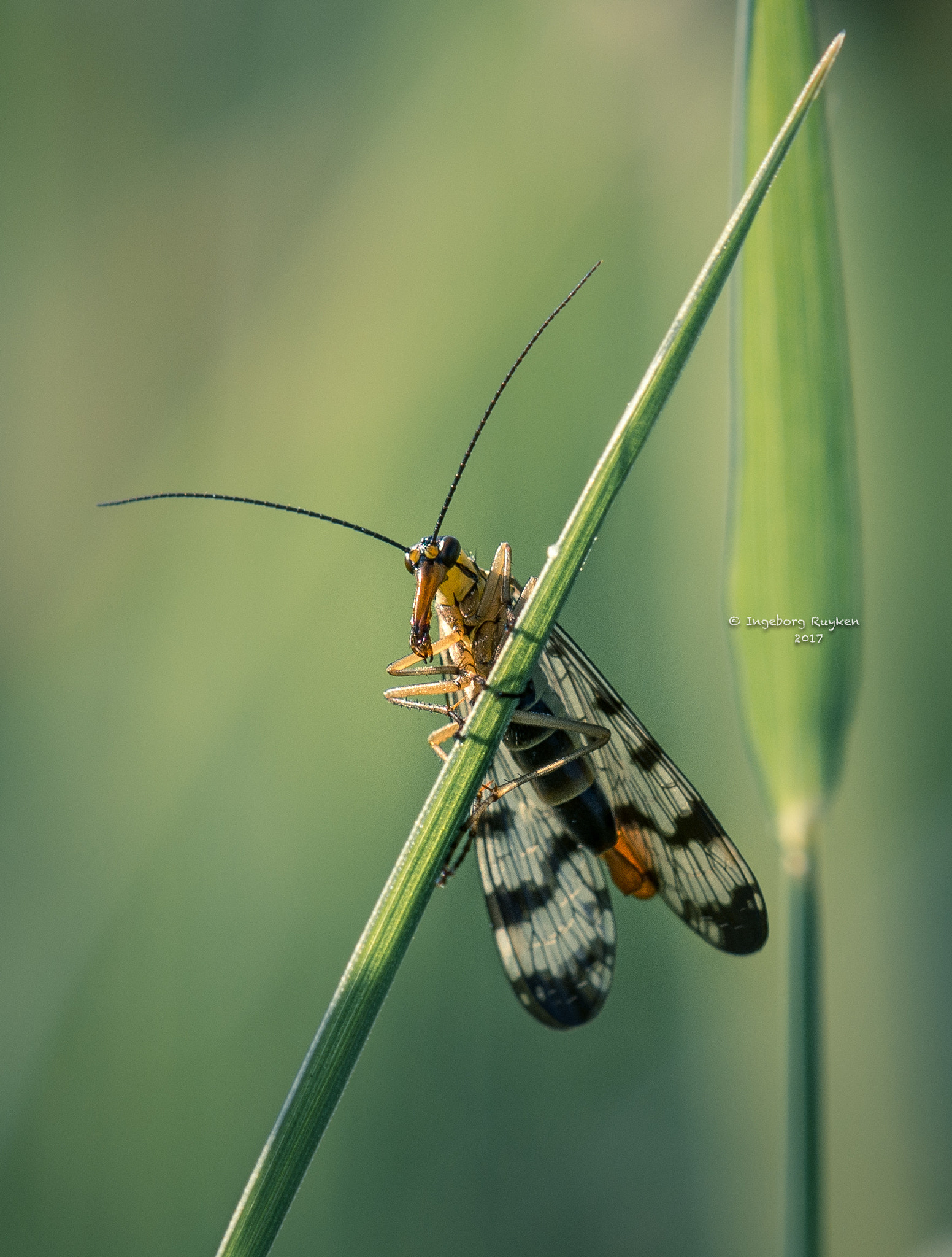 Nikon AF-S Micro-Nikkor 105mm F2.8G IF-ED VR sample photo. When i grow up i want to be a scorpion photography