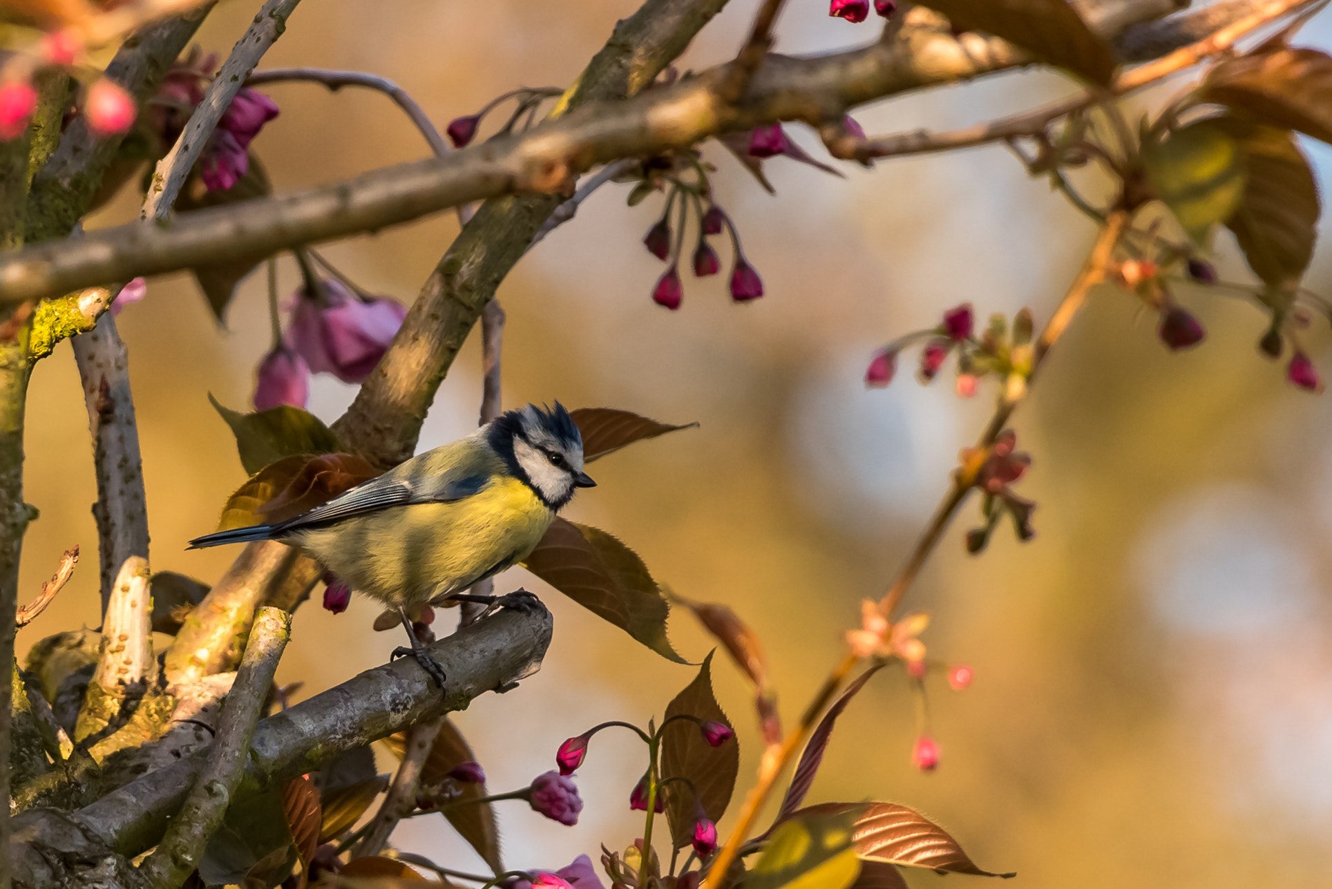 Nikon AF-S Nikkor 70-200mm F2.8G ED VR II sample photo. As the sun went down photography