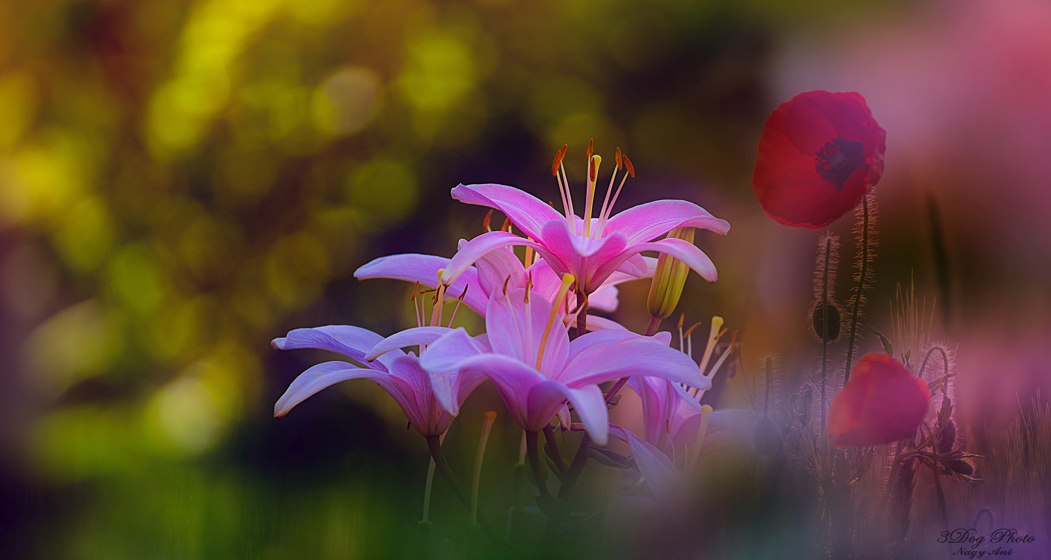 Canon EOS 6D + Canon EF 70-200mm F4L USM sample photo. Thought ... photography