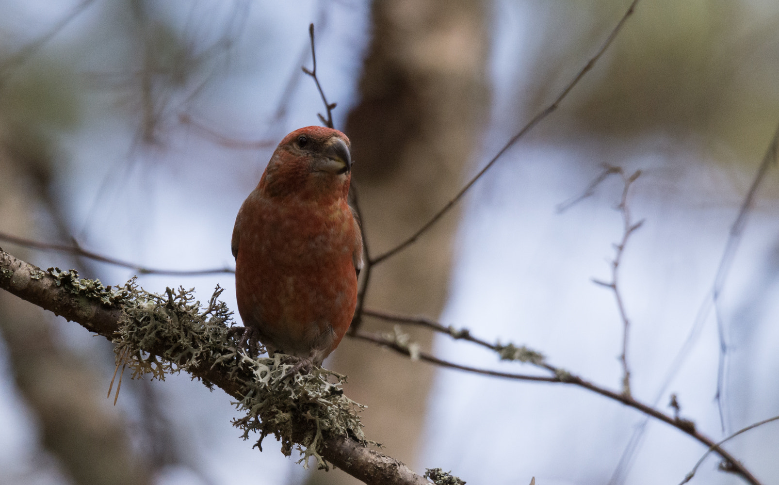 Sigma 50mm F2.8 EX DG Macro sample photo. Male parrot crossbill on a branch photography