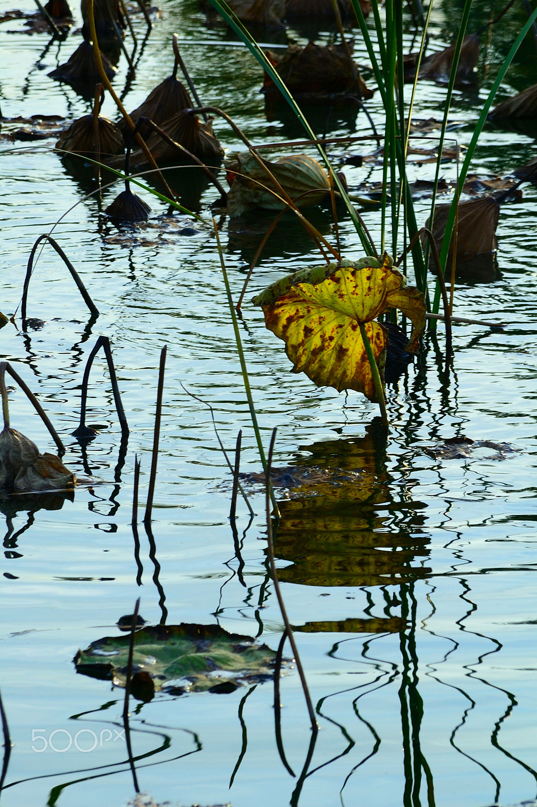 Nikon D70 + Nikon AF-S DX Nikkor 55-200mm F4-5.6G VR sample photo. 枯荷 photography