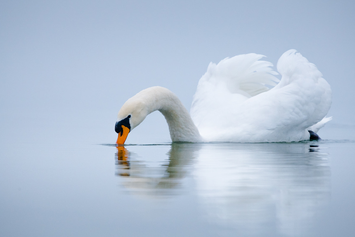 Canon EOS-1D Mark III + Canon EF 300mm F2.8L IS USM sample photo. Silent moment photography