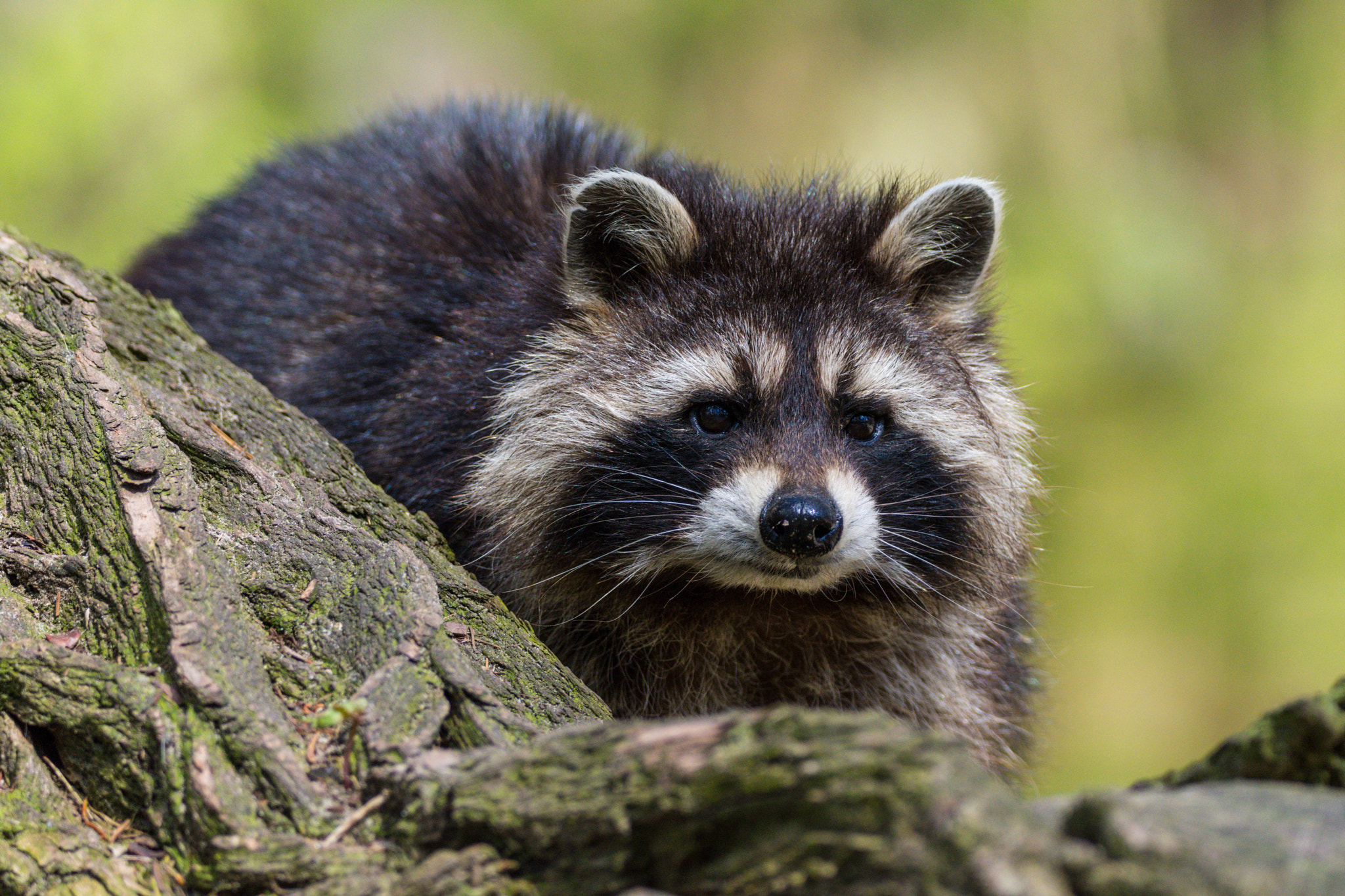 Sigma 150-600mm F5-6.3 DG OS HSM | C sample photo. Hallo schupp photography