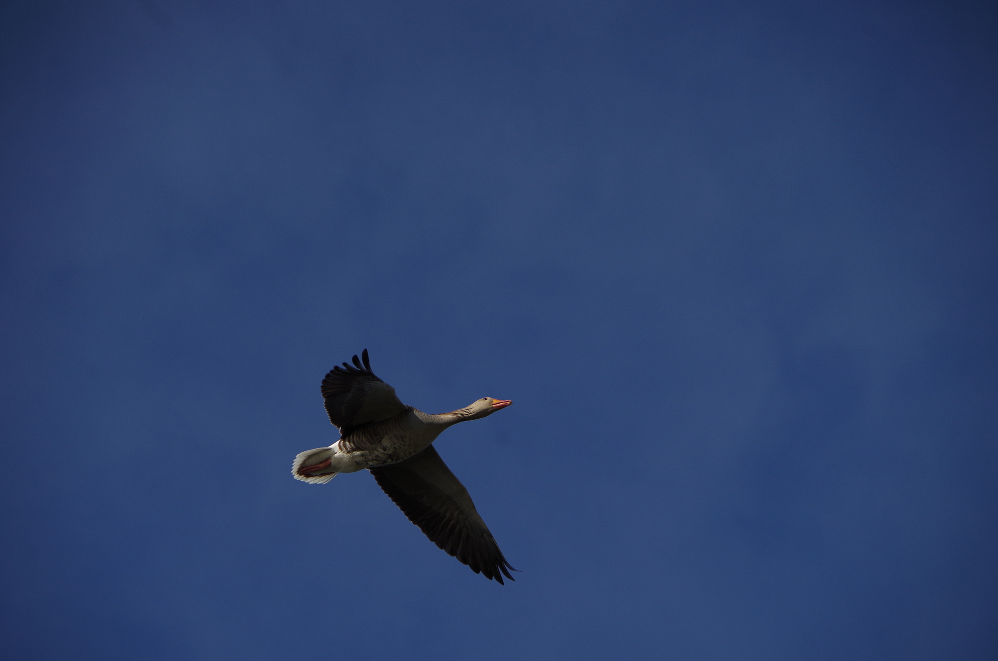 Pentax K-30 sample photo. Fly blue photography