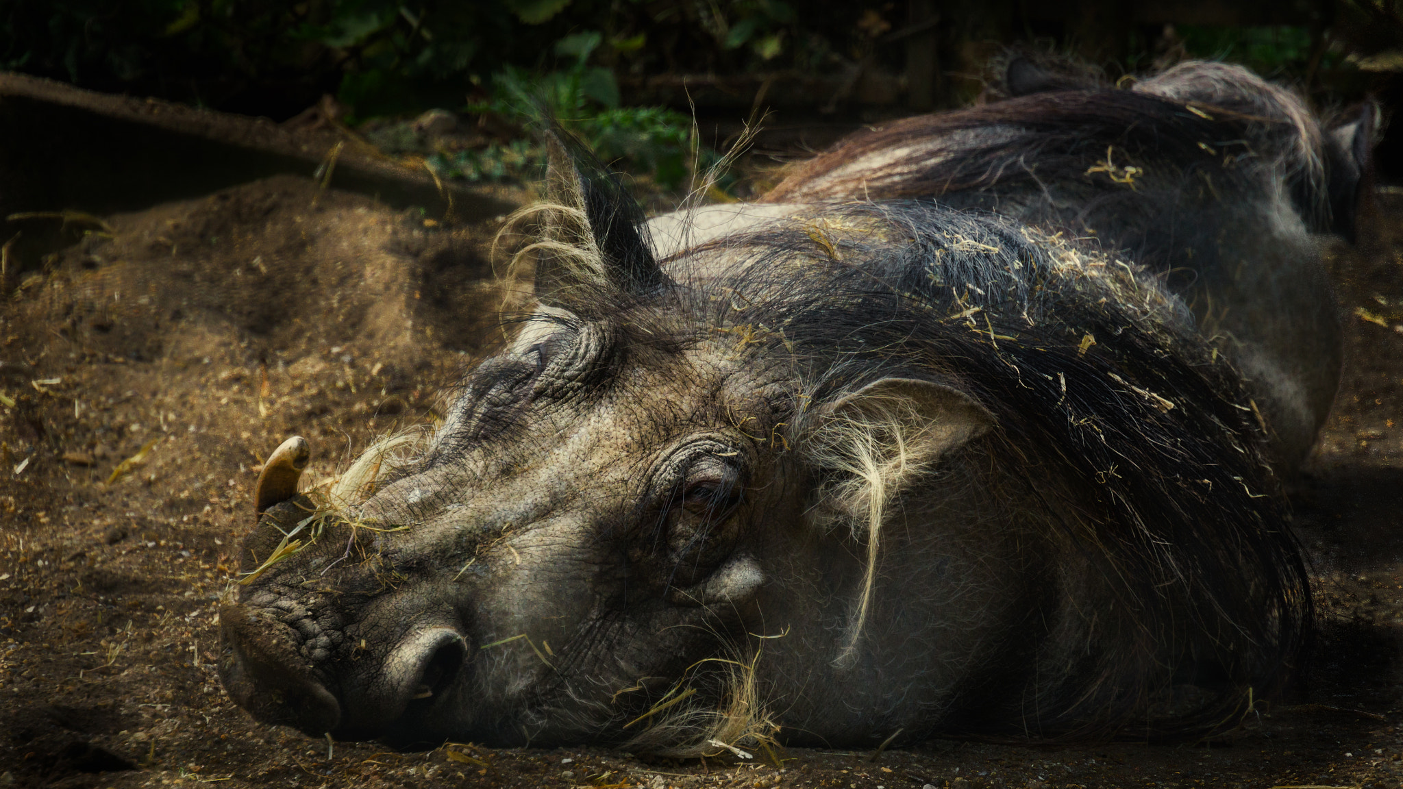 Sony a6000 + Sony DT 50mm F1.8 SAM sample photo. Warthog photography