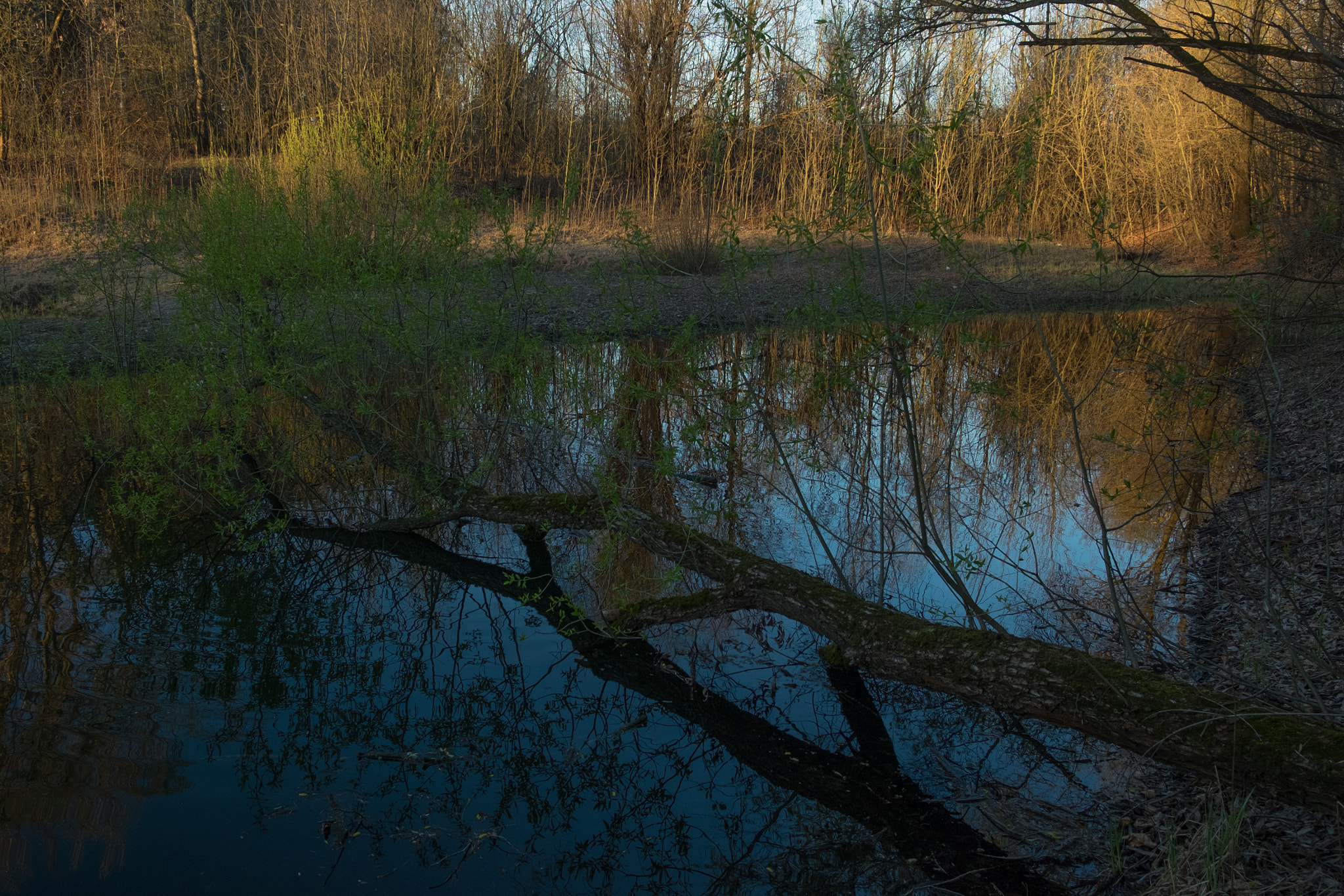 Fujifilm XF 18-55mm F2.8-4 R LM OIS sample photo. Дерево photography