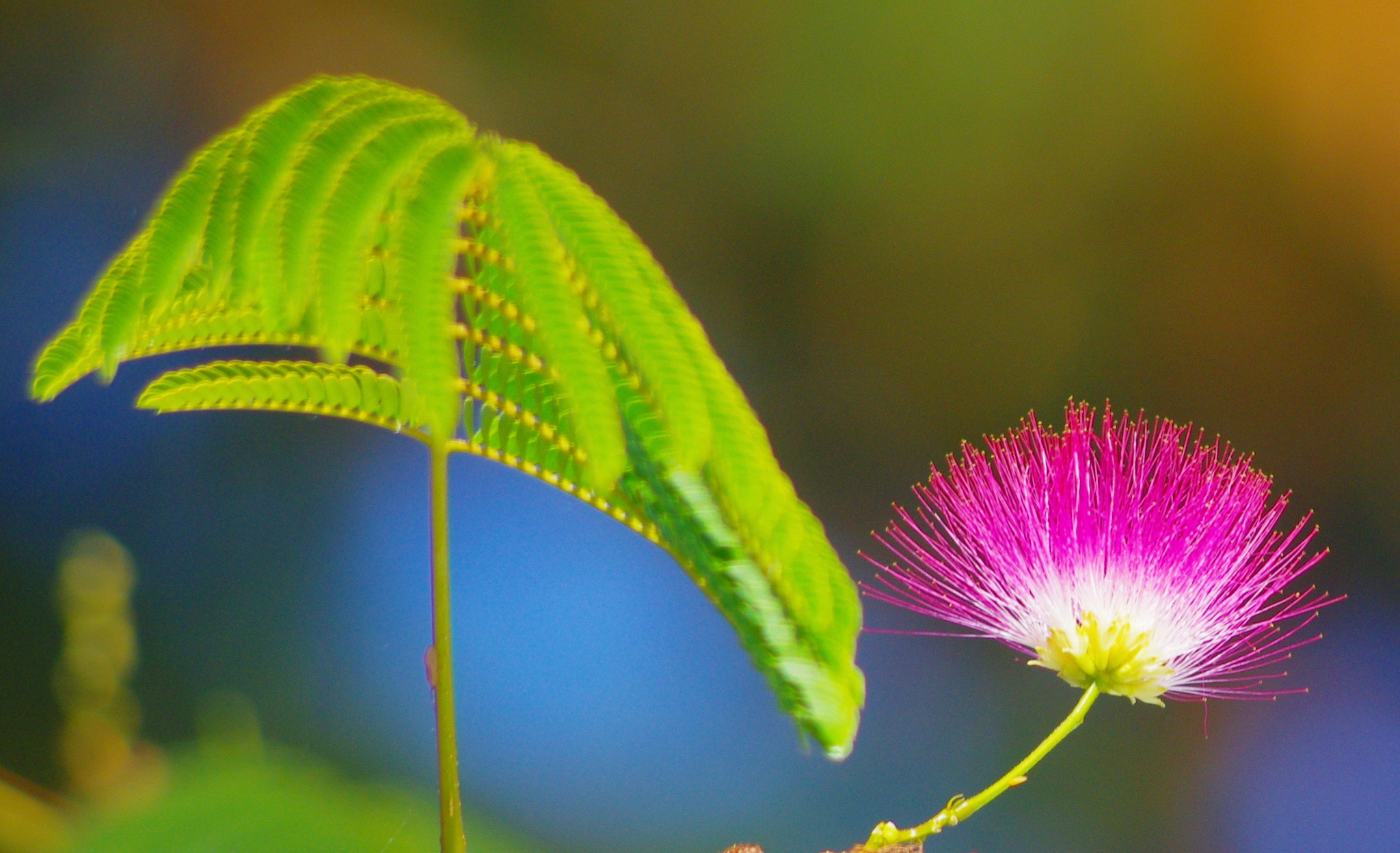 HD Pentax DA 55-300mm F4.0-5.8 ED WR sample photo. Mimosa tree - bright blossom and leaf photography