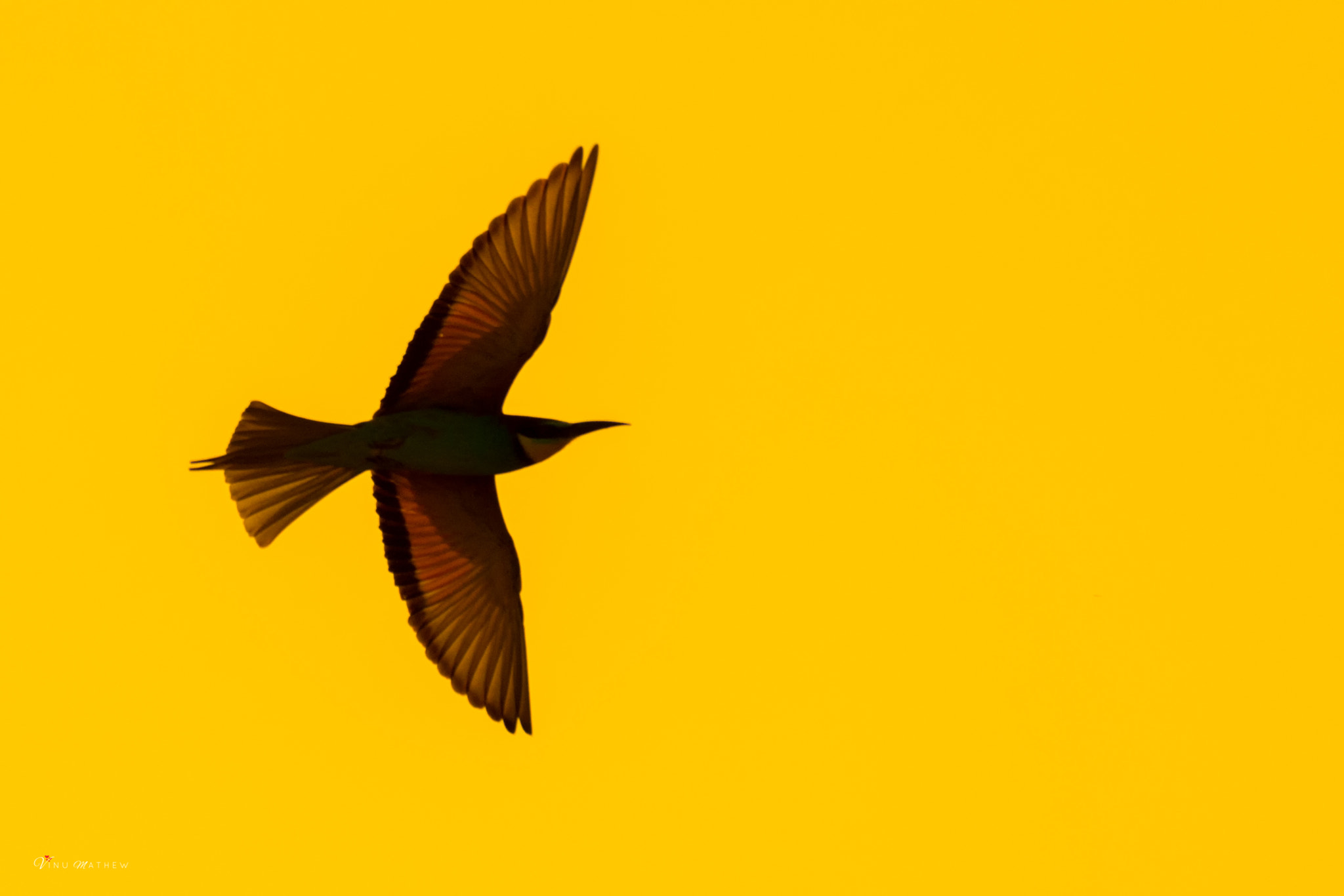 Nikon AF-S Nikkor 200-500mm F5.6E ED VR sample photo. European bee eater photography