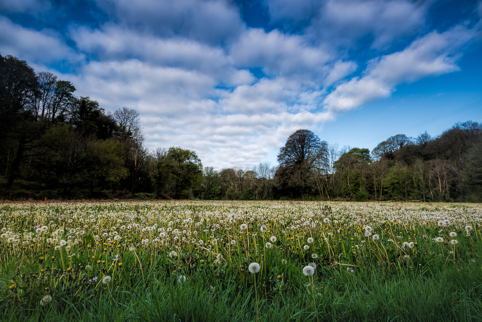 Nikon D800E sample photo. Meadow photography