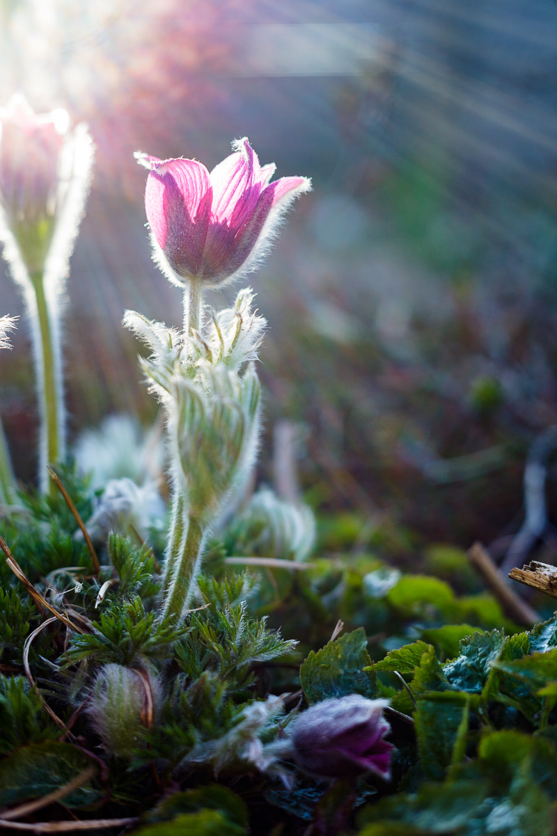 Canon EF 35-80mm f/4-5.6 sample photo. Сон-трава... photography
