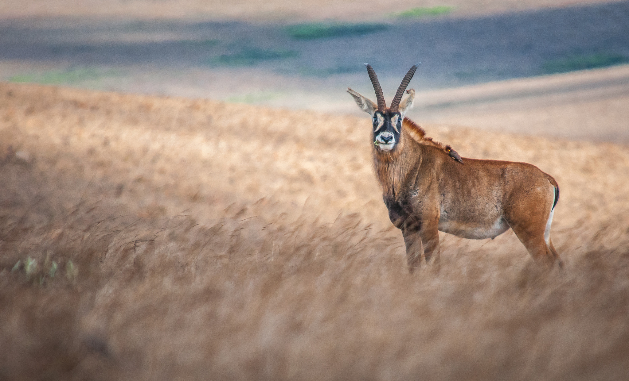 Nikon D300 sample photo. Sable antelope photography
