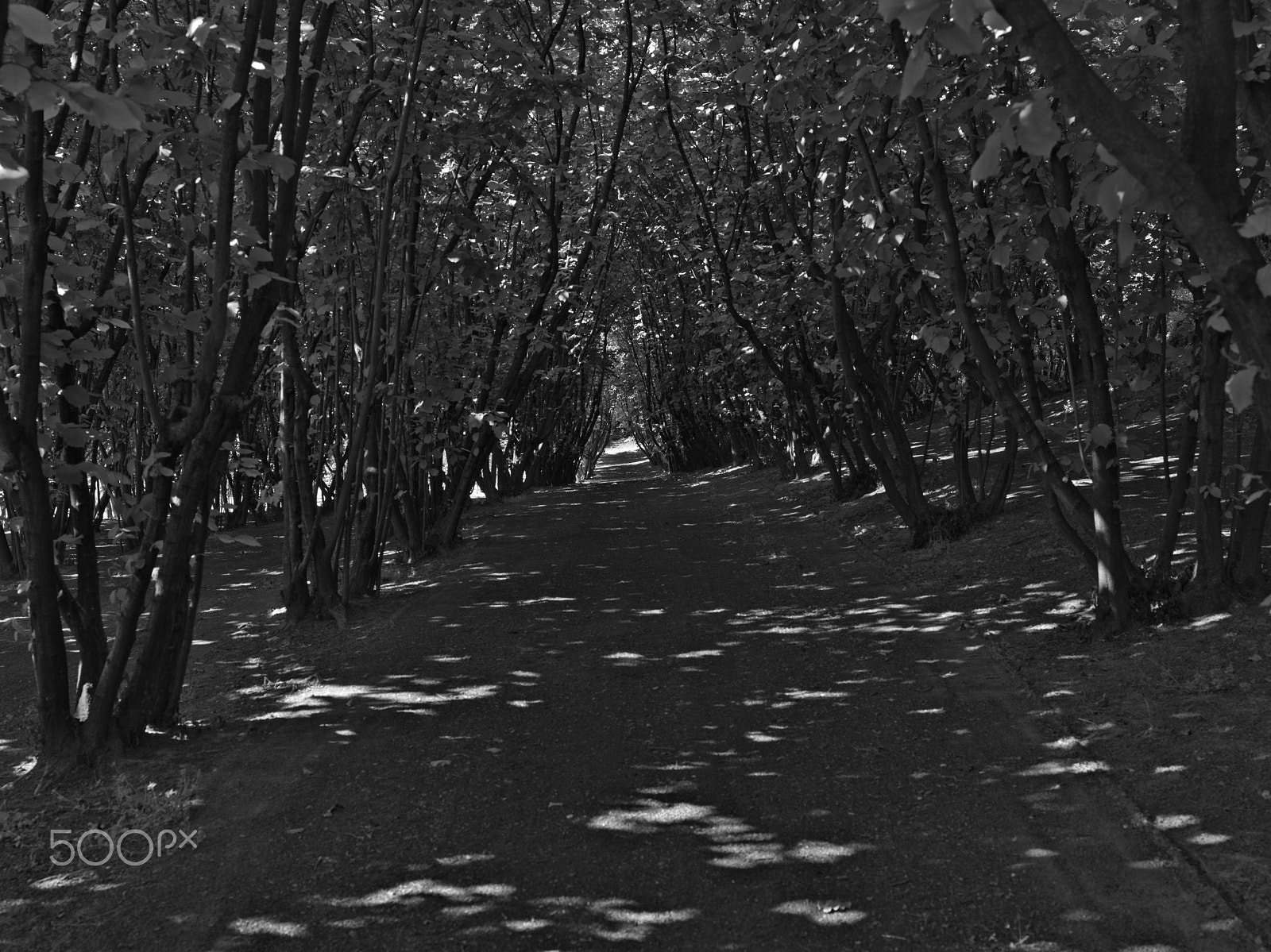 Hasselblad H5D-50c + HC 50 II sample photo. Shadows under hazelnut trees photography