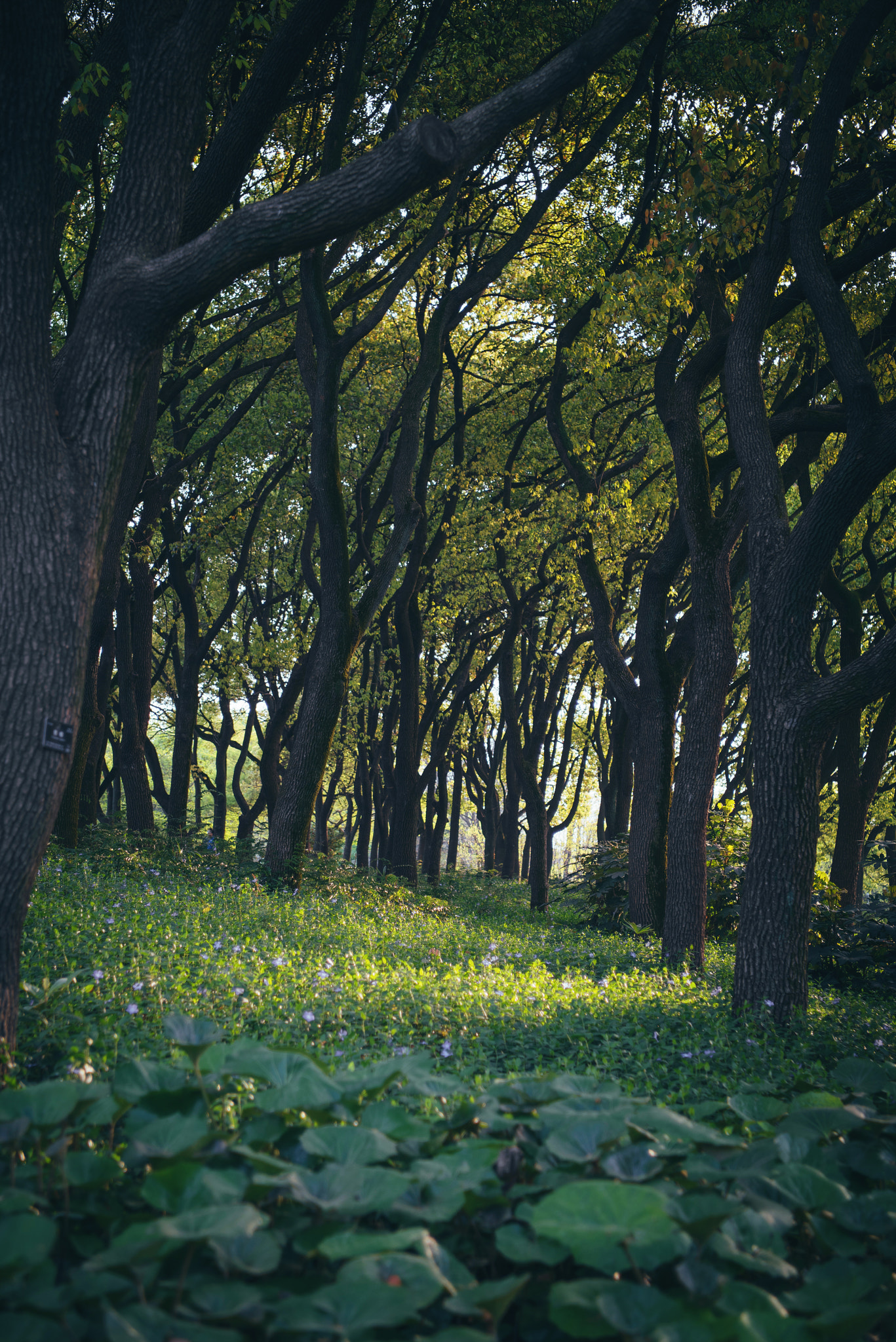 Nikon D810 + Nikon AF-S Nikkor 24-70mm F2.8E ED VR sample photo. Inclined tree photography