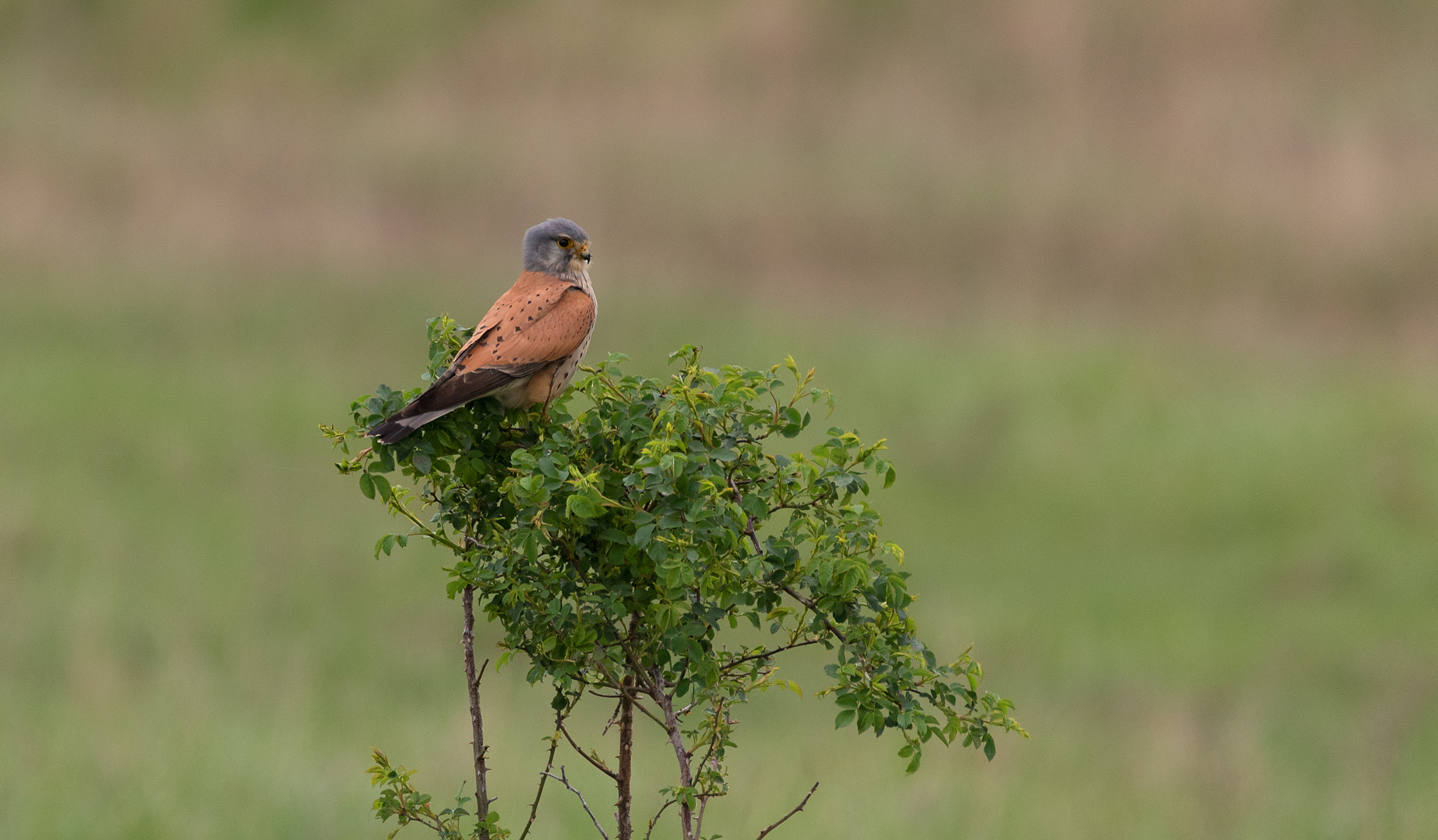 Nikon D750 + Sigma 150-600mm F5-6.3 DG OS HSM | C sample photo. Falcon photography