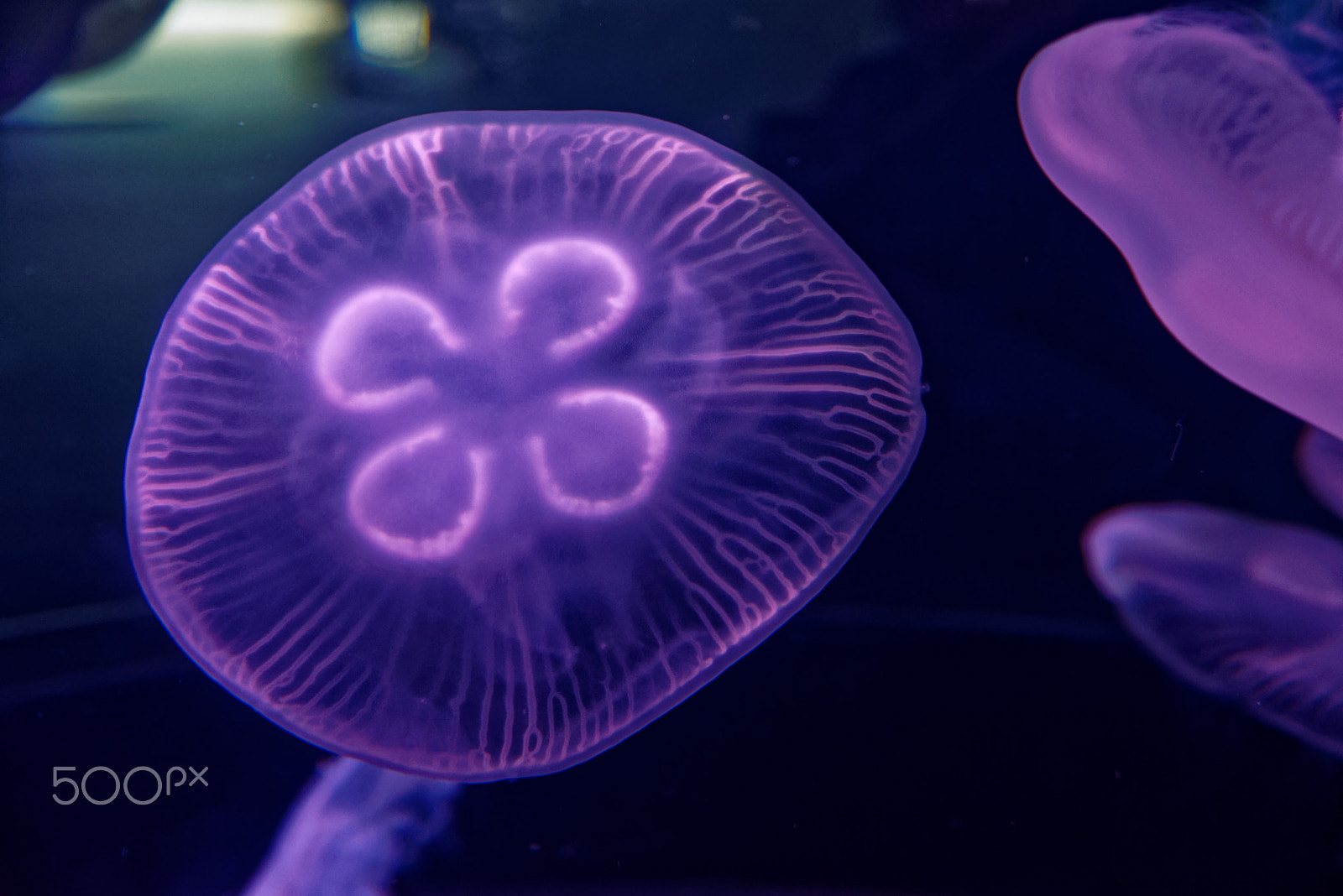 Tamron SP 24-70mm F2.8 Di VC USD sample photo. Jellyfish photography