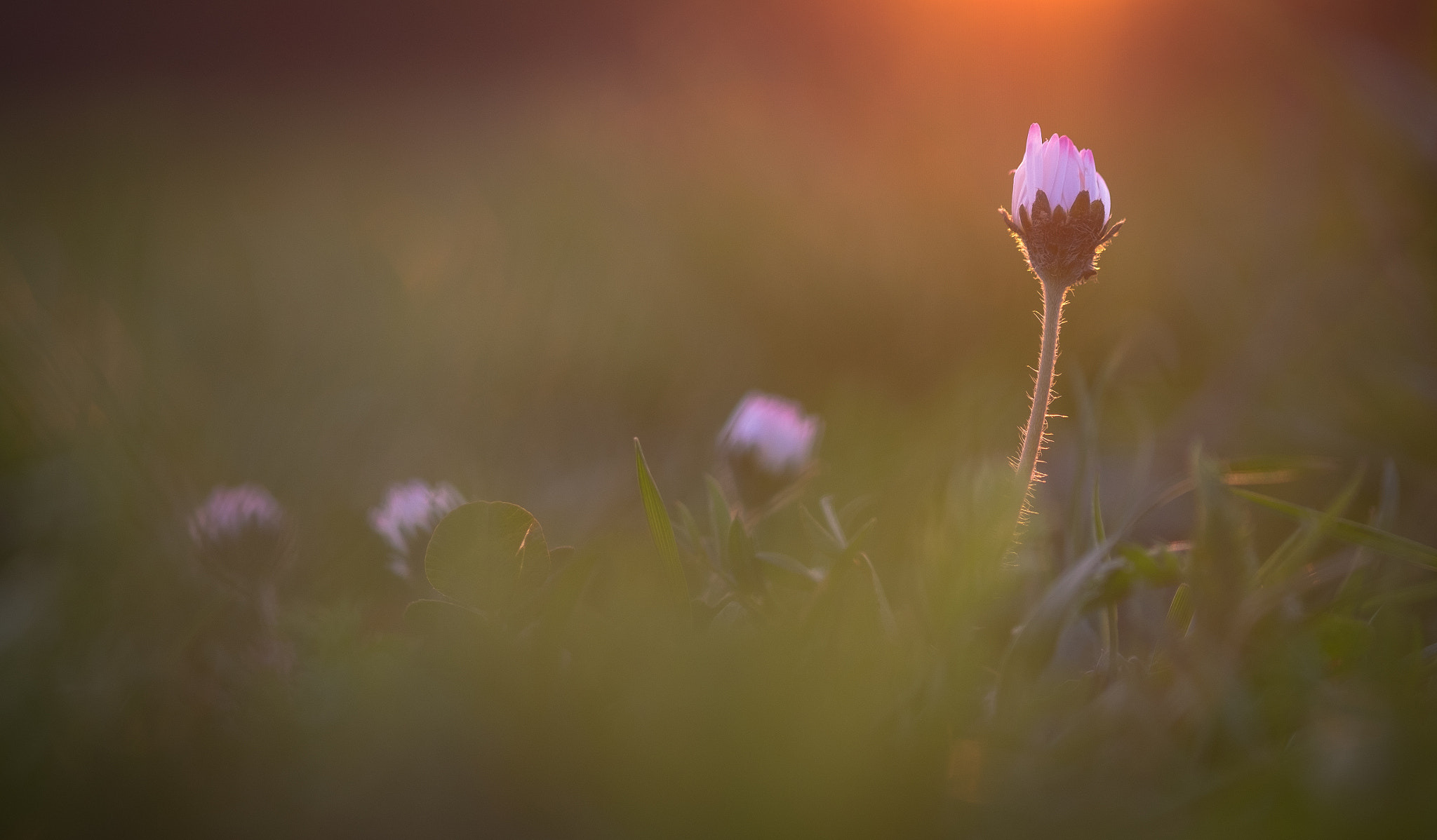 Fujifilm X-T1 + Fujifilm XF 60mm F2.4 R Macro sample photo. Spring ambassadors photography