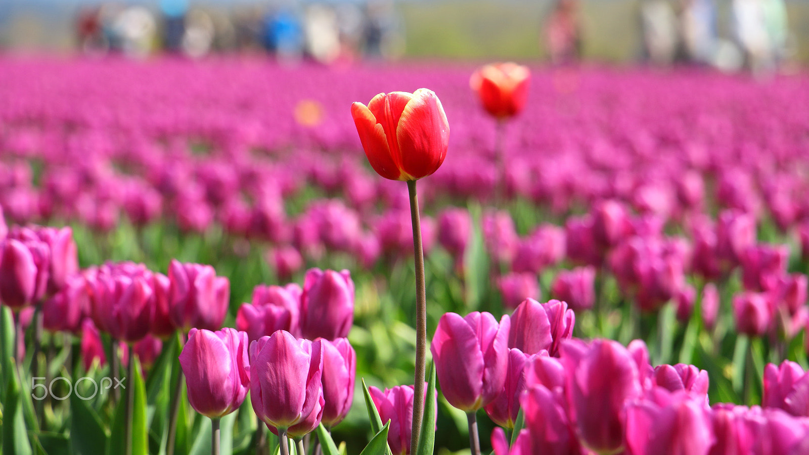 Canon EOS 700D (EOS Rebel T5i / EOS Kiss X7i) sample photo. Standing out! photography
