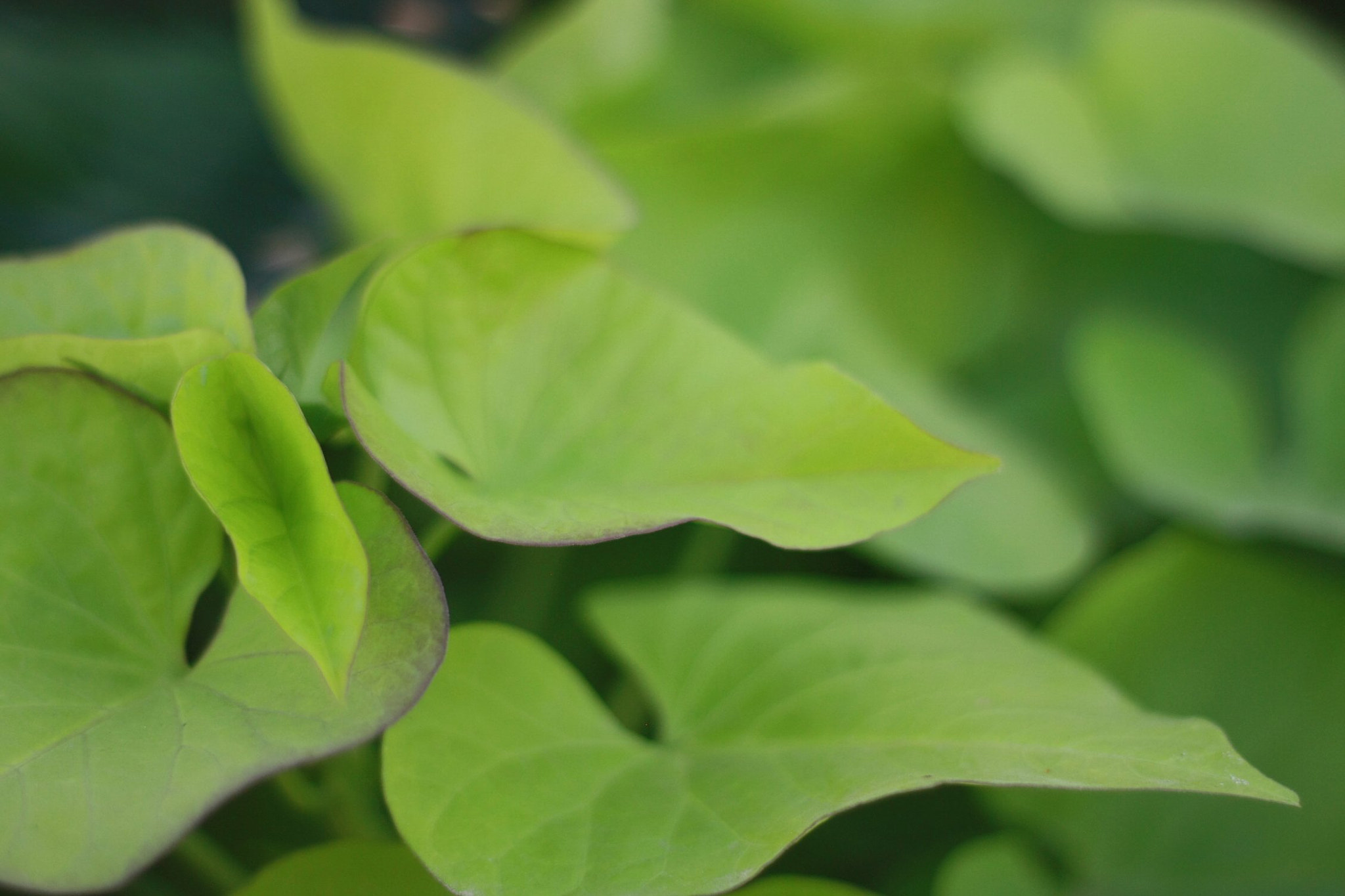 Canon EOS 450D (EOS Rebel XSi / EOS Kiss X2) + Canon EF 50mm F1.8 II sample photo. #sweet_potato vine green leaves and purple flowers photography