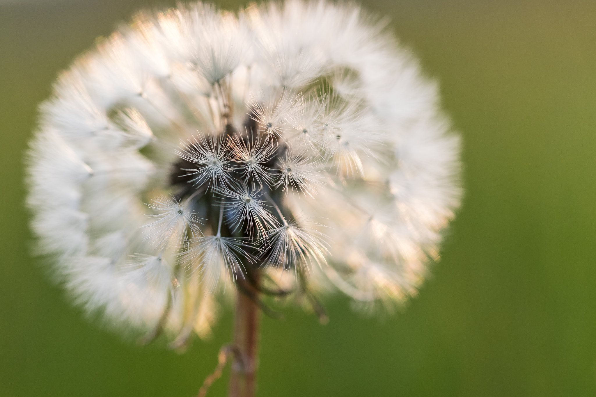 Canon EF 100mm F2.8L Macro IS USM sample photo. Dandelion - löwenzahn photography