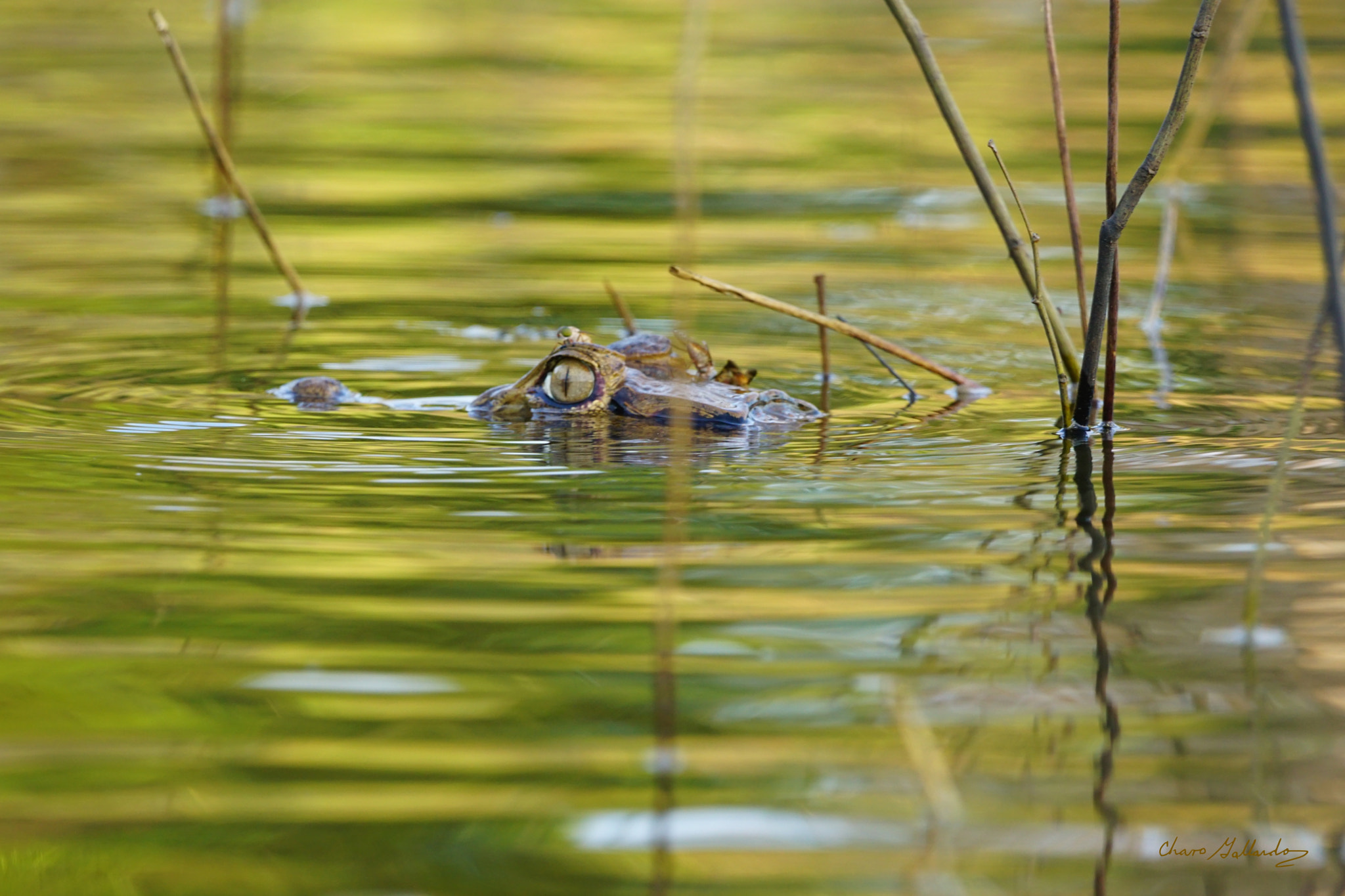 Sony 70-400mm F4-5.6 G SSM II sample photo. Aligator iquitos - peru photography