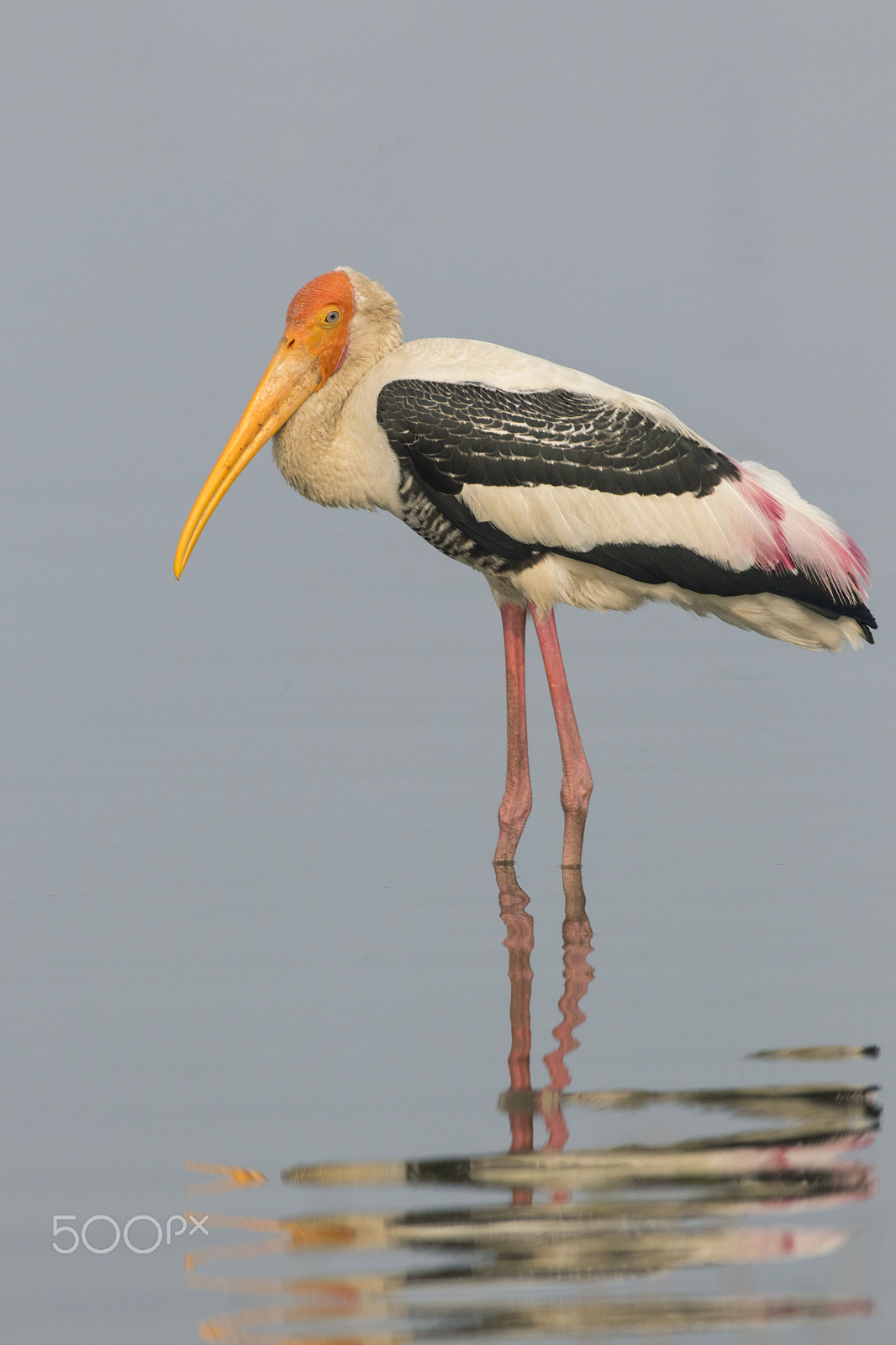 Canon EOS 80D + Canon EF 400mm F5.6L USM sample photo. Painted stork photography