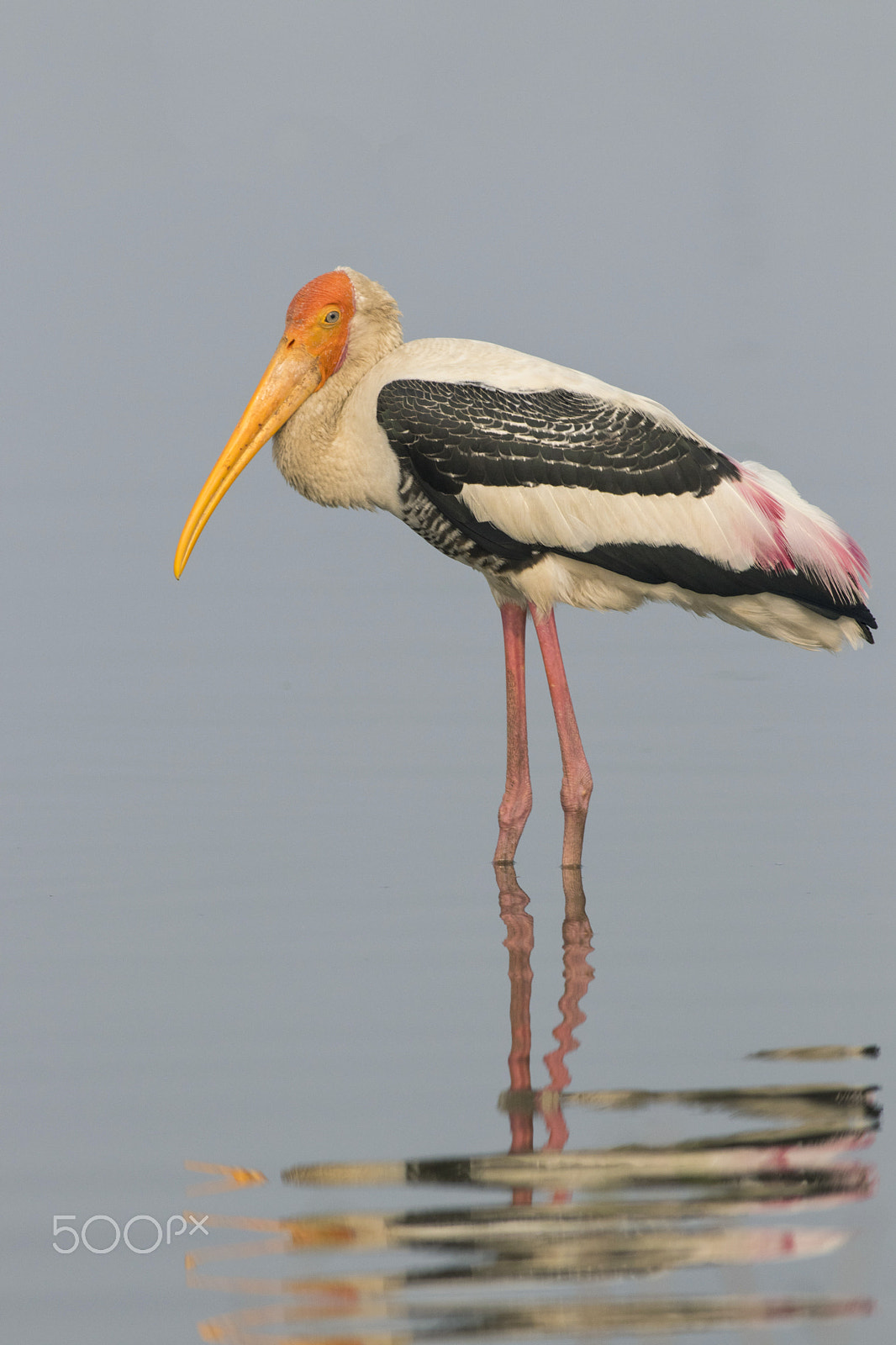 Canon EOS 80D sample photo. Painted stork photography