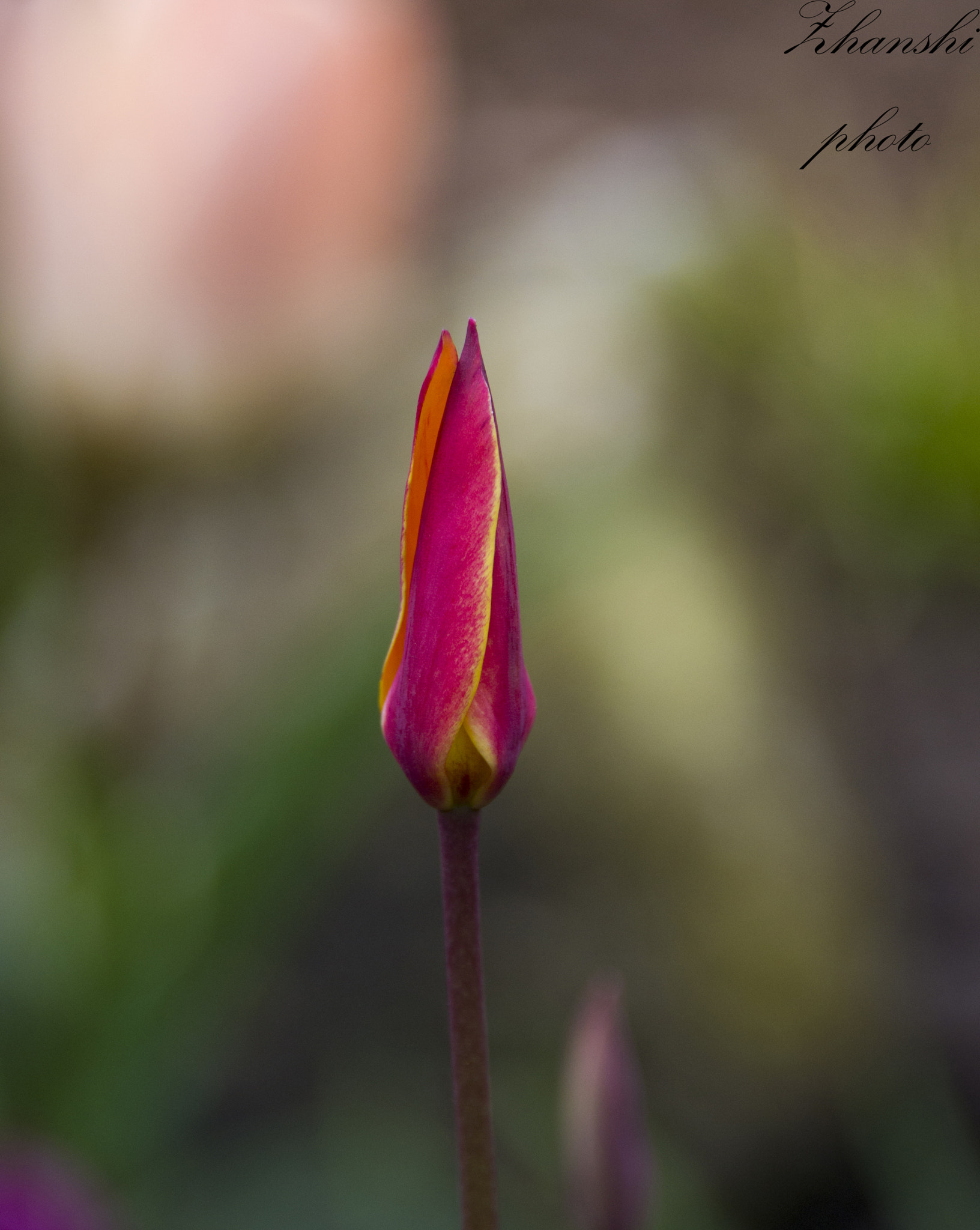Nikon D3100 sample photo. Pink tulip photography
