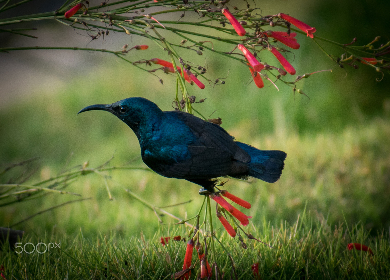 Sigma 70-300mm F4-5.6 DG OS sample photo. Bird photography