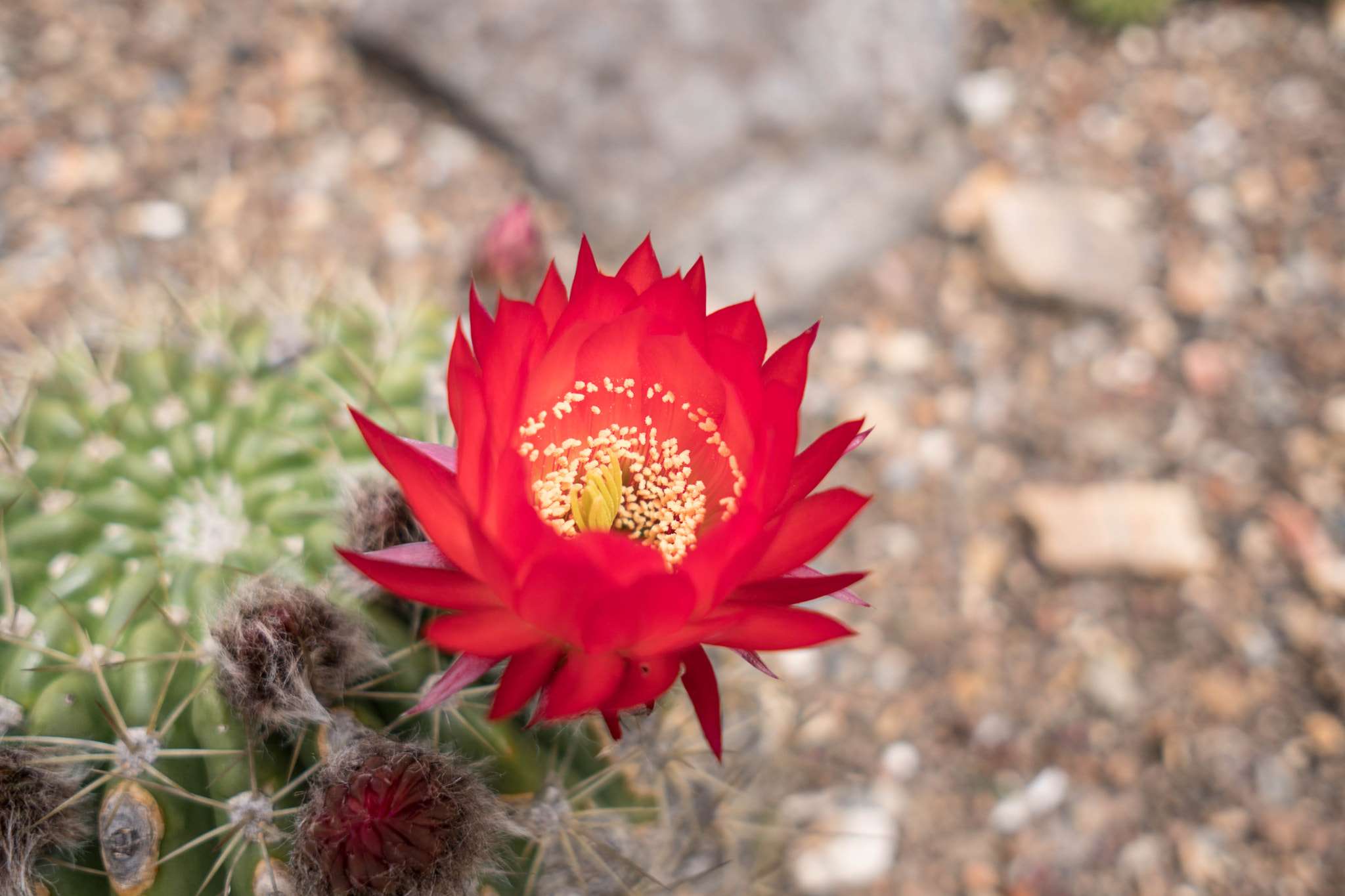 Sony a6500 + Sigma 19mm F2.8 EX DN sample photo. Cactus flower photography