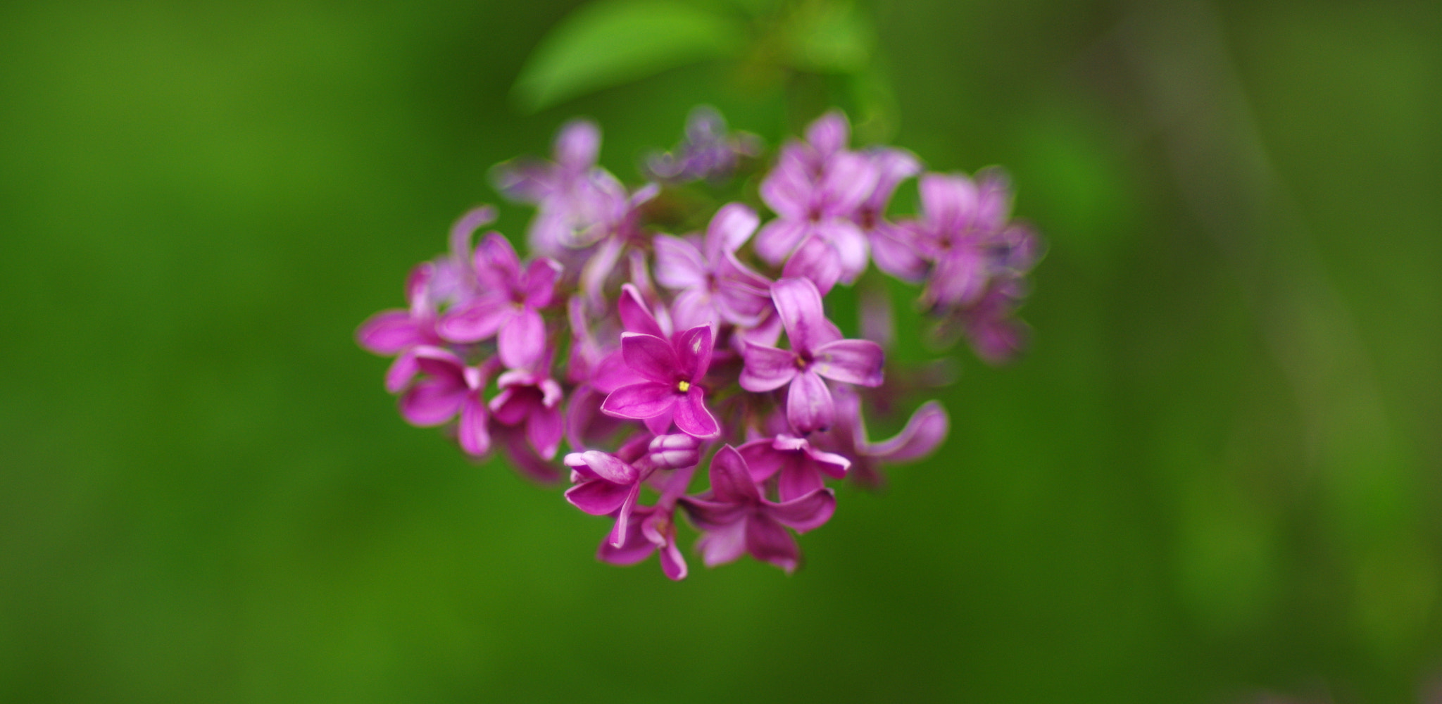 Pentax K-5 sample photo. The color of spring photography