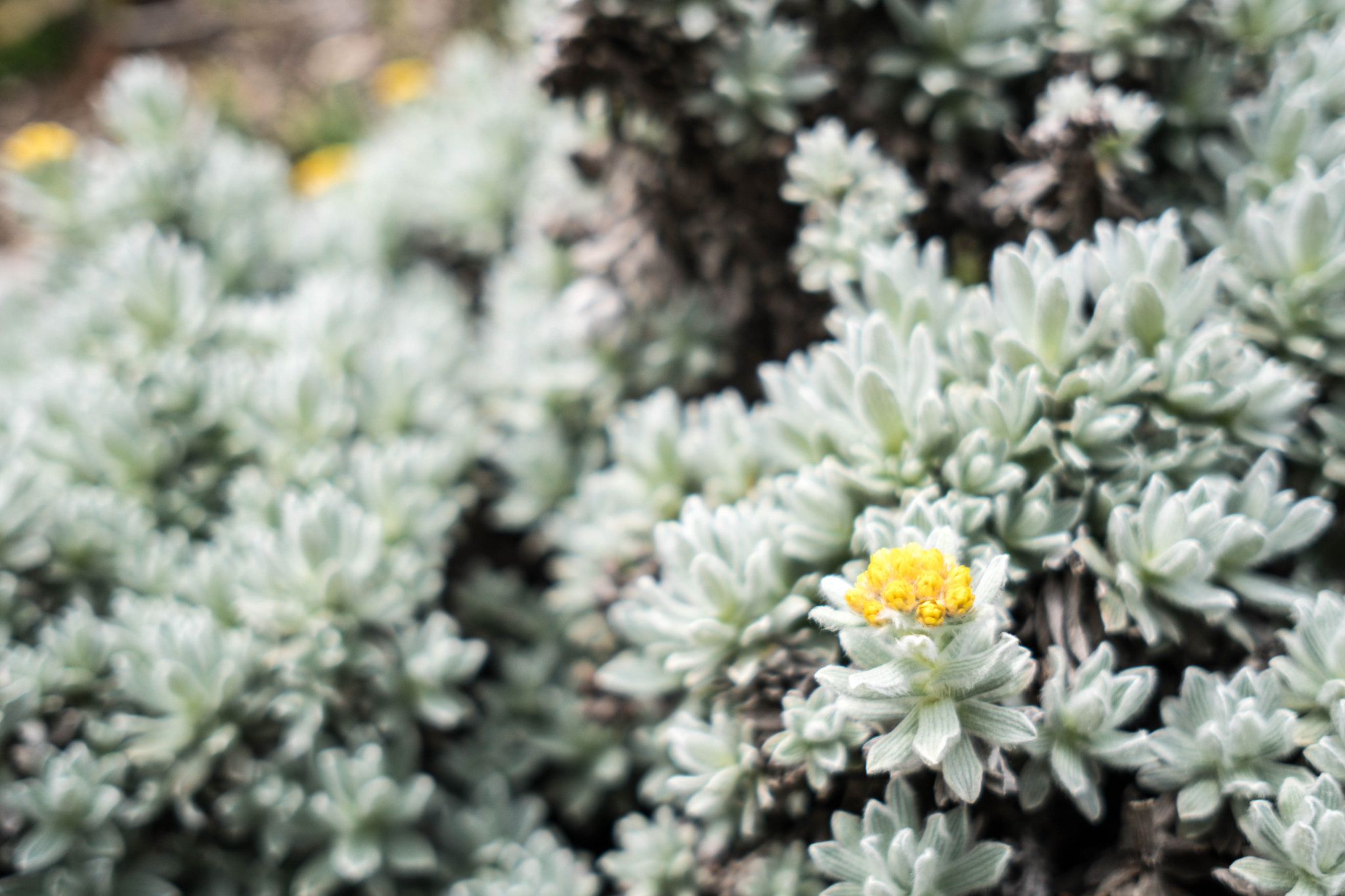 Sony a6500 + Sigma 19mm F2.8 EX DN sample photo. Flowers photography