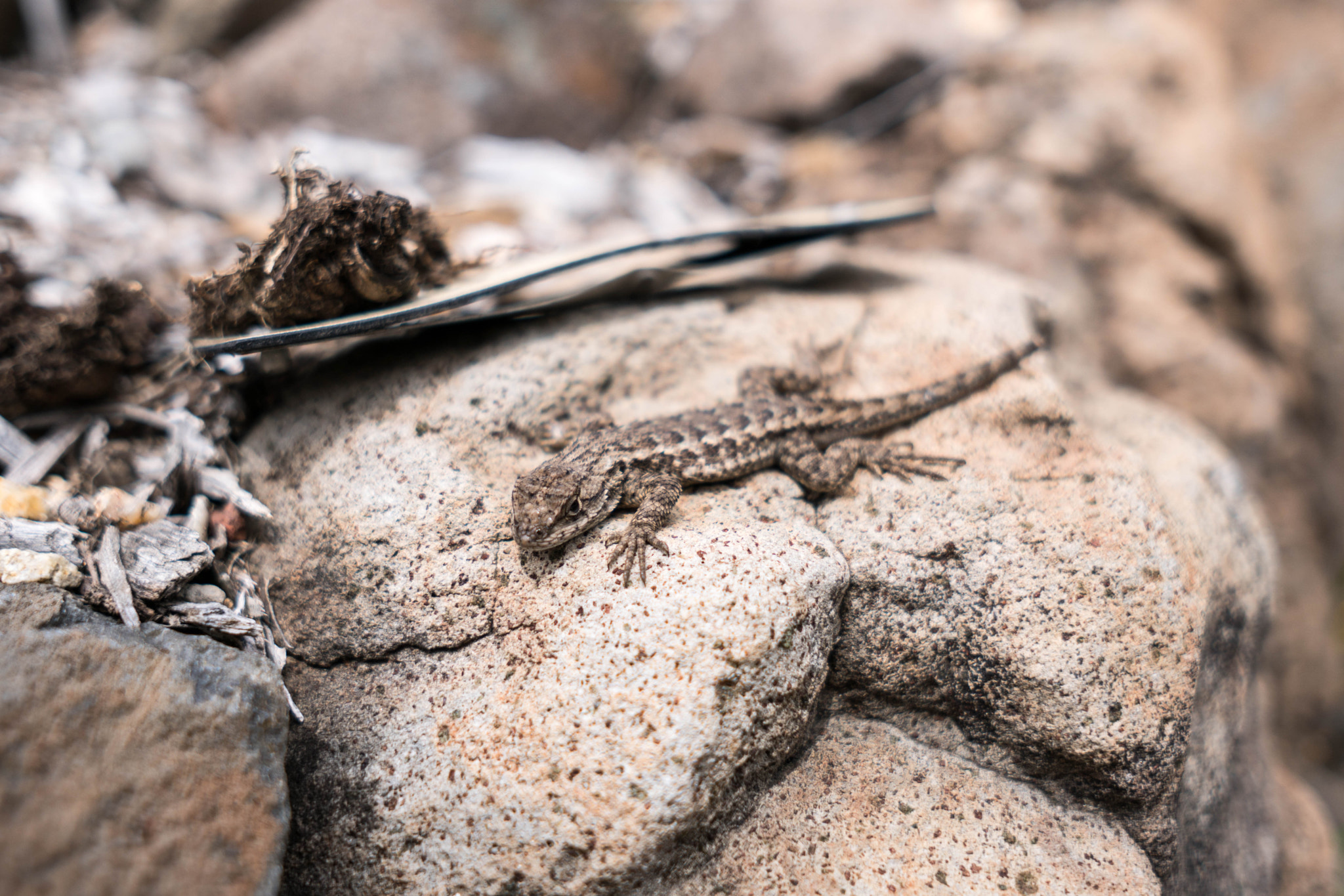 Sony a6500 + Sigma 19mm F2.8 EX DN sample photo. Lizard photography