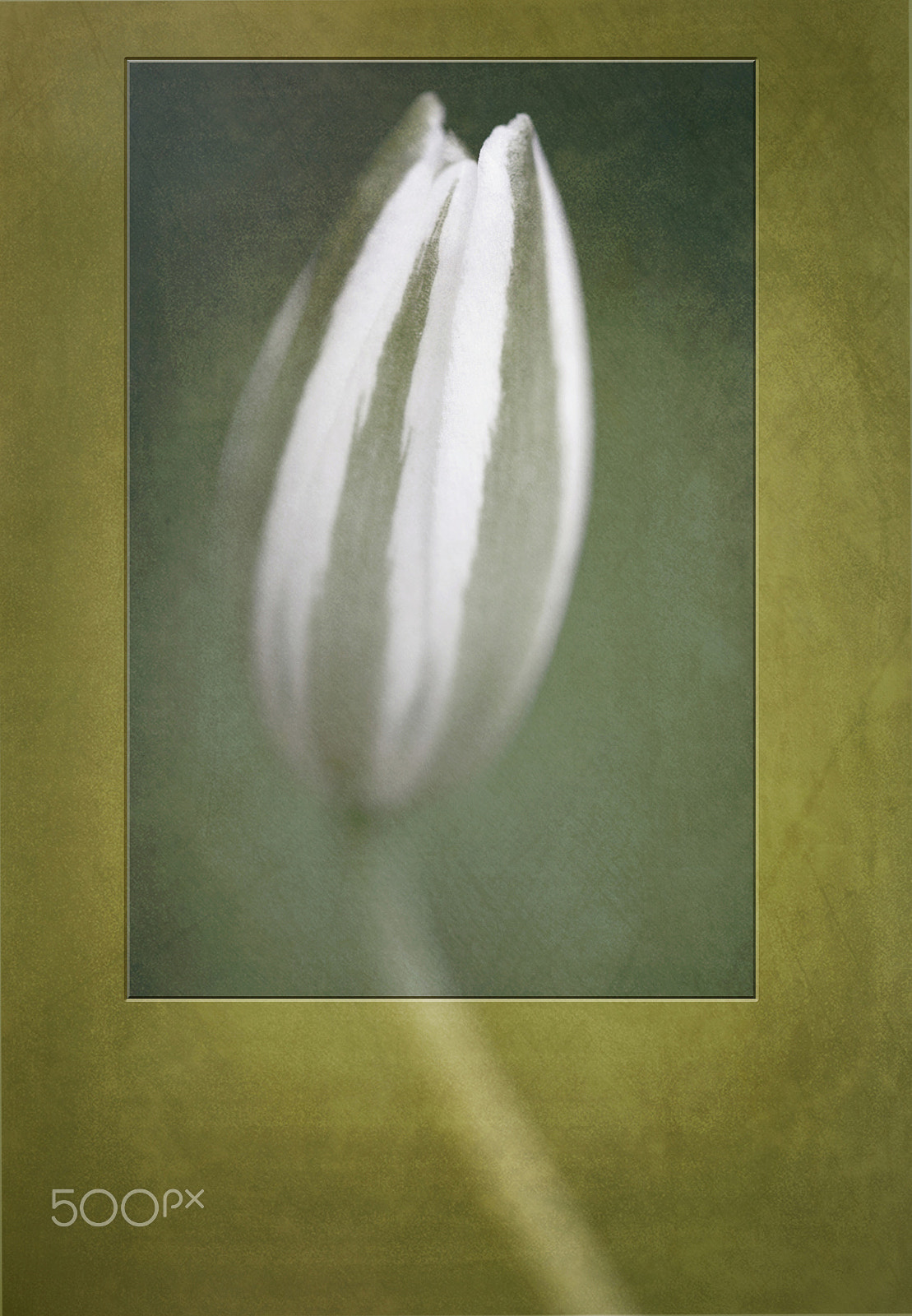 Canon EF 100mm F2.8 Macro USM sample photo. Focus on spring photography