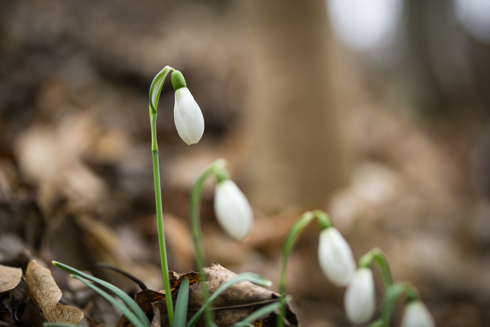 Sony DT 50mm F1.8 SAM sample photo. Galanthus photography