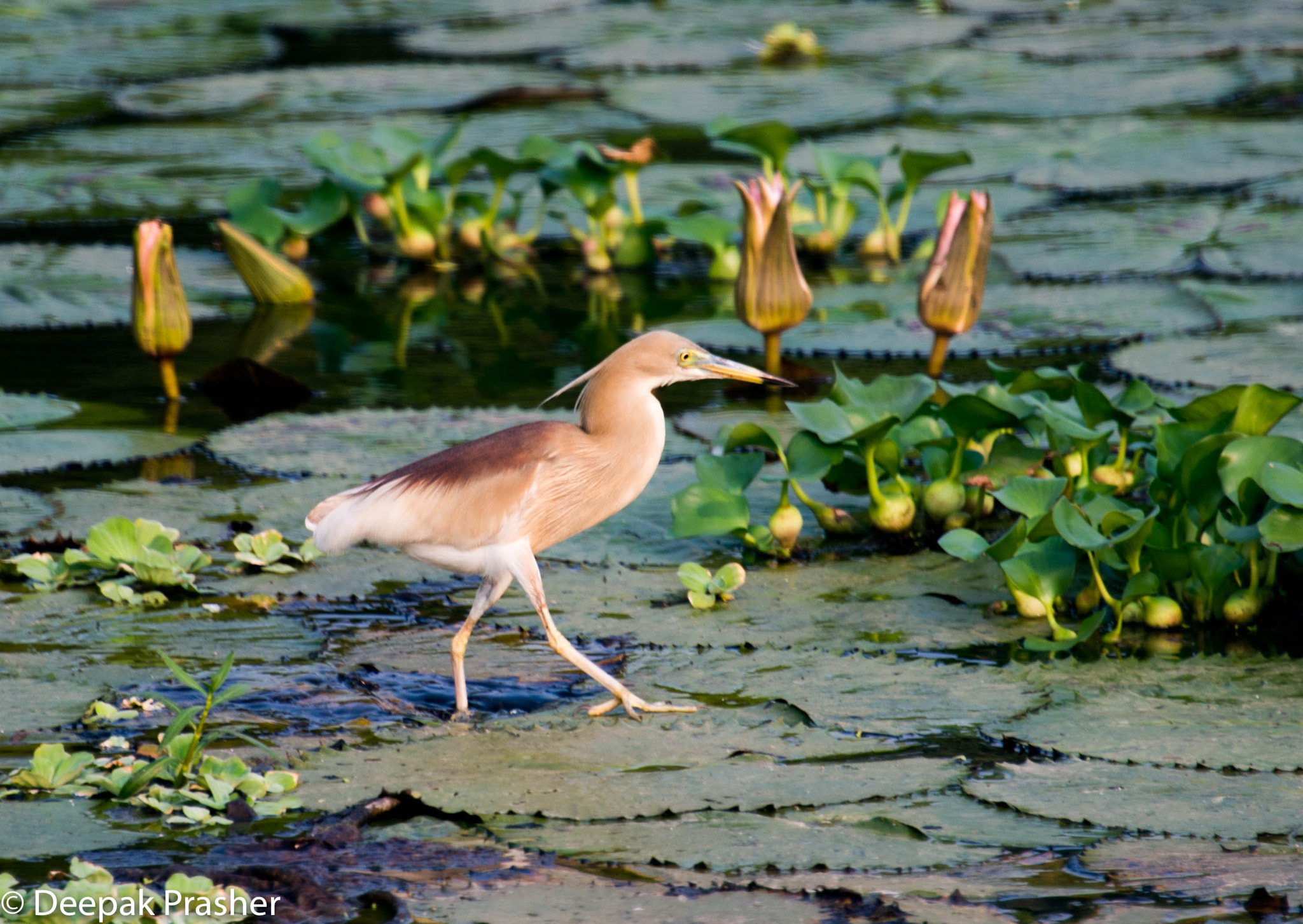 Nikon D800 sample photo. Bird walks on water photography