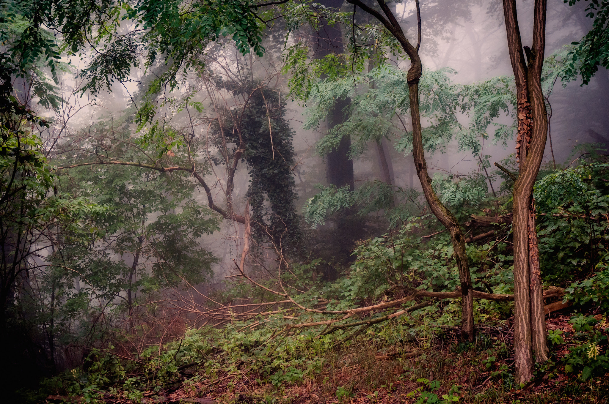 Nikon D300 sample photo. Forest photography