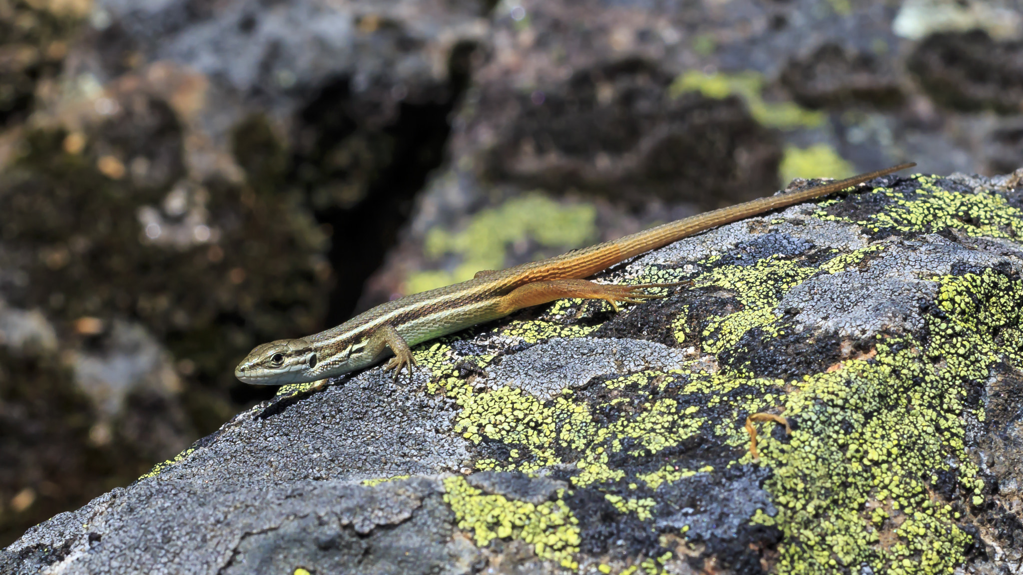 Canon EOS 700D (EOS Rebel T5i / EOS Kiss X7i) + Canon EF 50mm F1.4 USM sample photo. Small bicolor lizard photography
