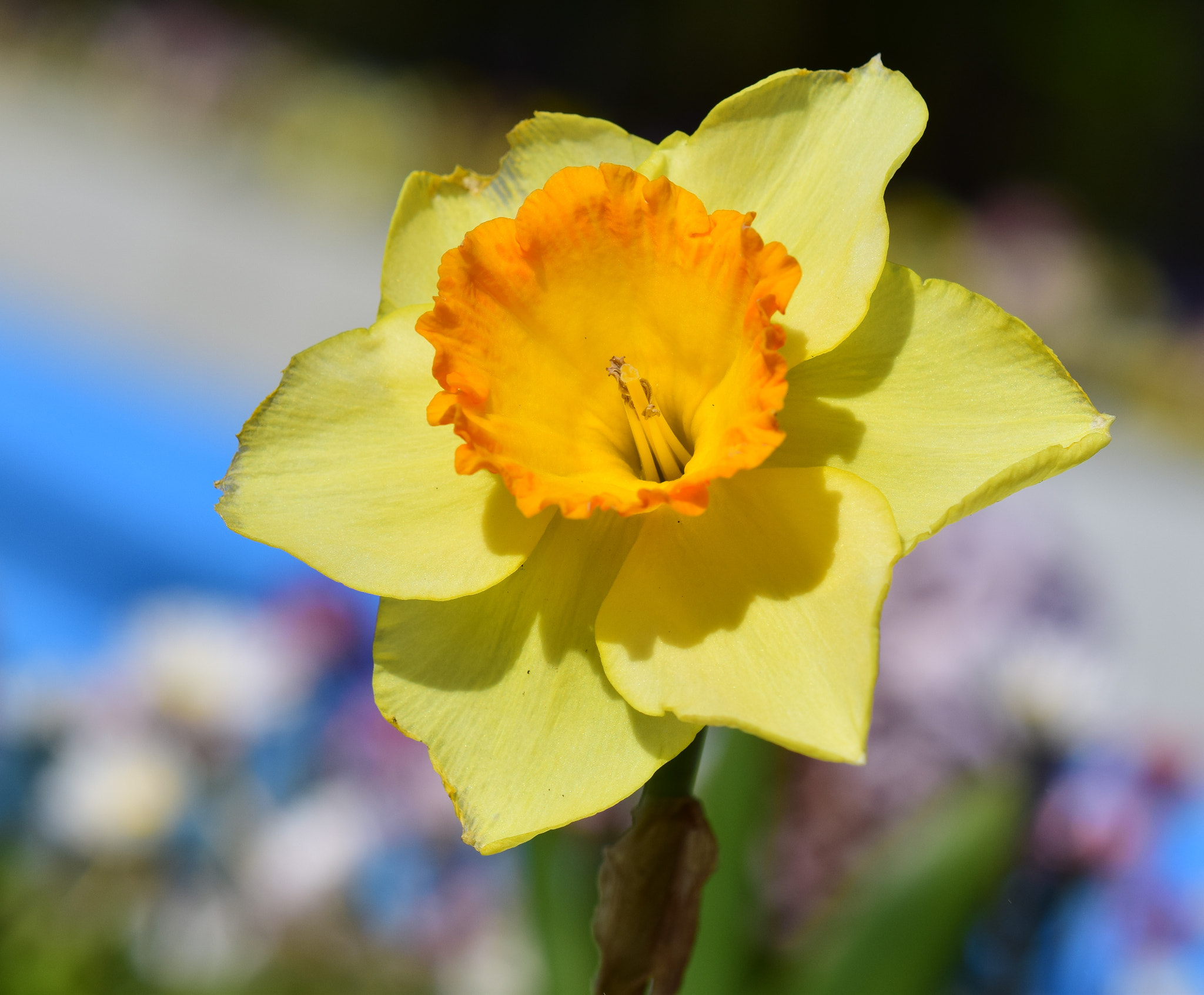 Nikon AF-S DX Micro-Nikkor 85mm F3.5G ED VR sample photo. Yellow details photography