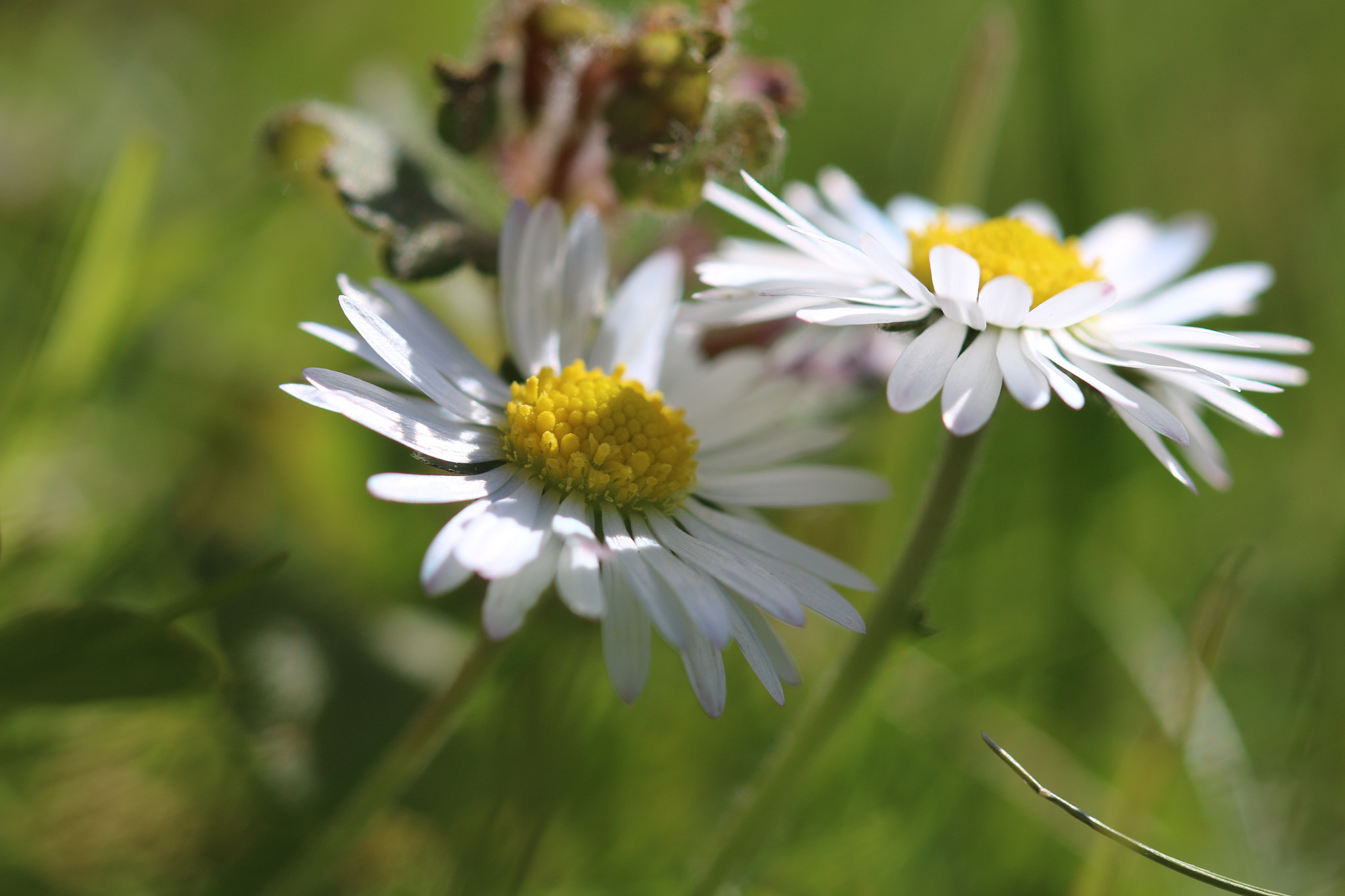 Canon EF 100mm F2.8 Macro USM sample photo. Img photography